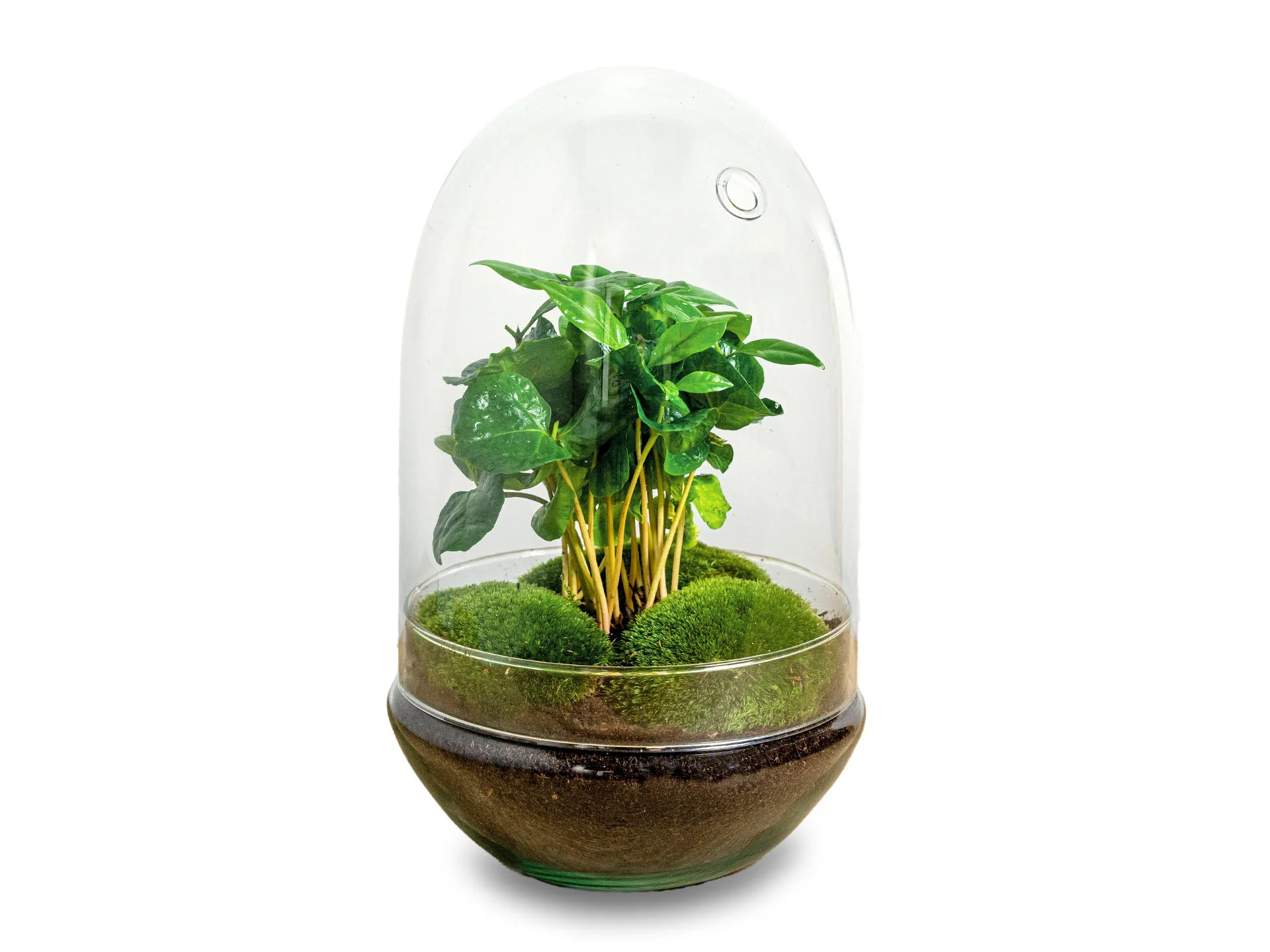 Planten terrarium –  Egg XL Coffea – Ecosysteem plant – ↑ 30 cm