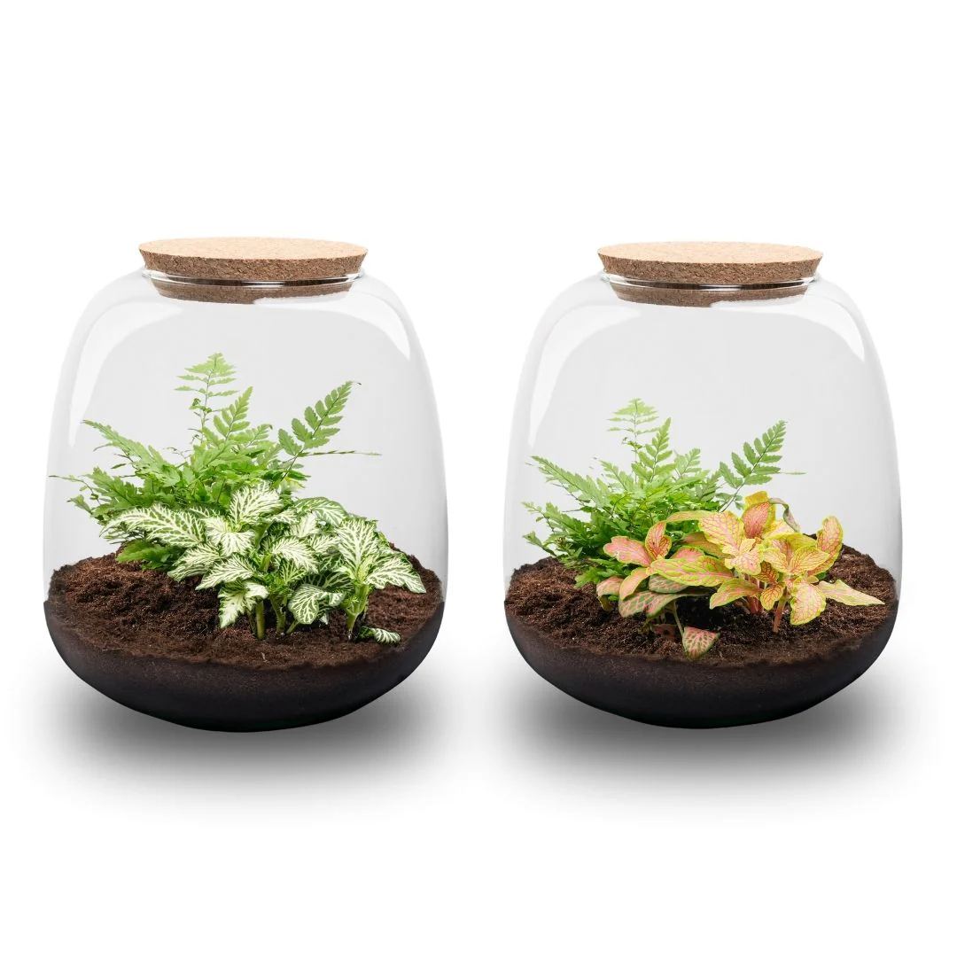 Emma Mini – DIY Planten terrarium – Ecosysteem plant – Ø 19 cm ↑ 20