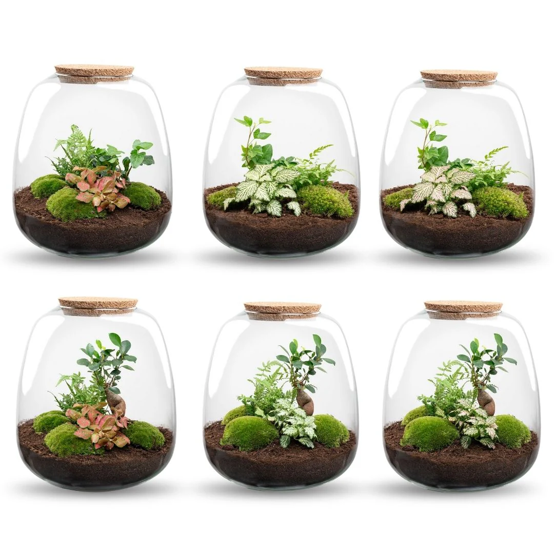 Emma – DIY Planten terrarium – Ecosysteem plant – Ø 23 cm ↑ 25 cm