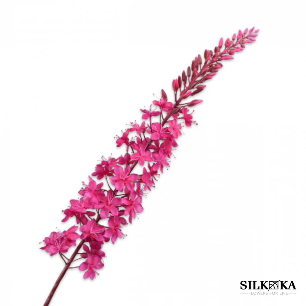 Eremurus steel beauty 107 cm Silk-ka