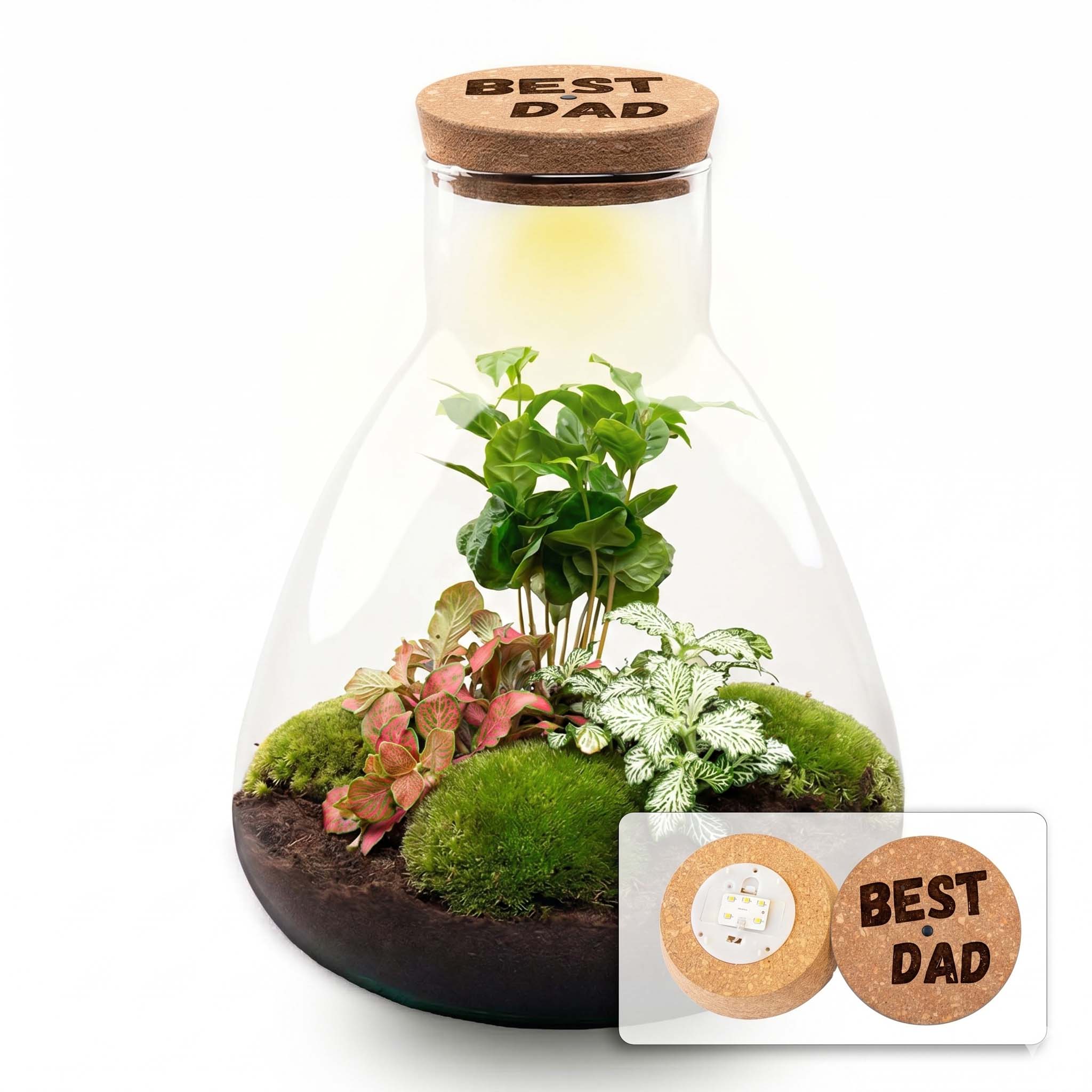 Vaderdag terrarium Sam + gepersonaliseerde gegraveerde kurk met verlichting – Flessentuin DIY kit – Ø 24,5 cm ↑ 30 cm Vaderdag terrarium Sam + gepersonaliseerde gegraveerde kurk met verlichting – Flessentuin DIY kit – Ø 24,5 cm ↑ 30 cm