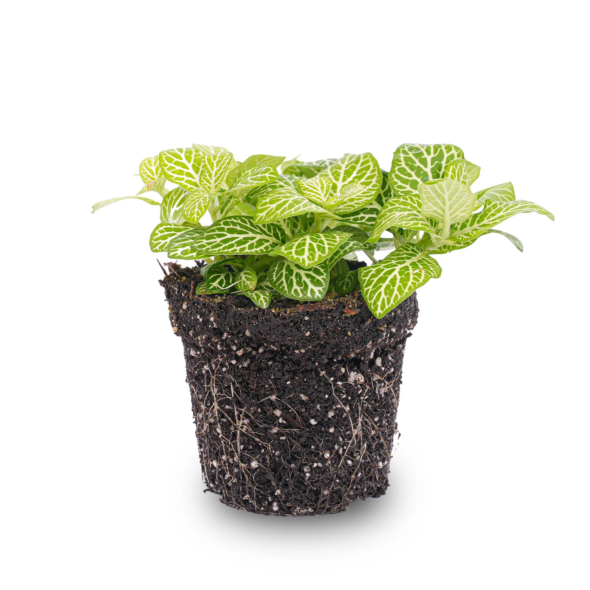 Fittonia Joly Lemon – Groen/wit (Fluor) – Mozaiekplantje