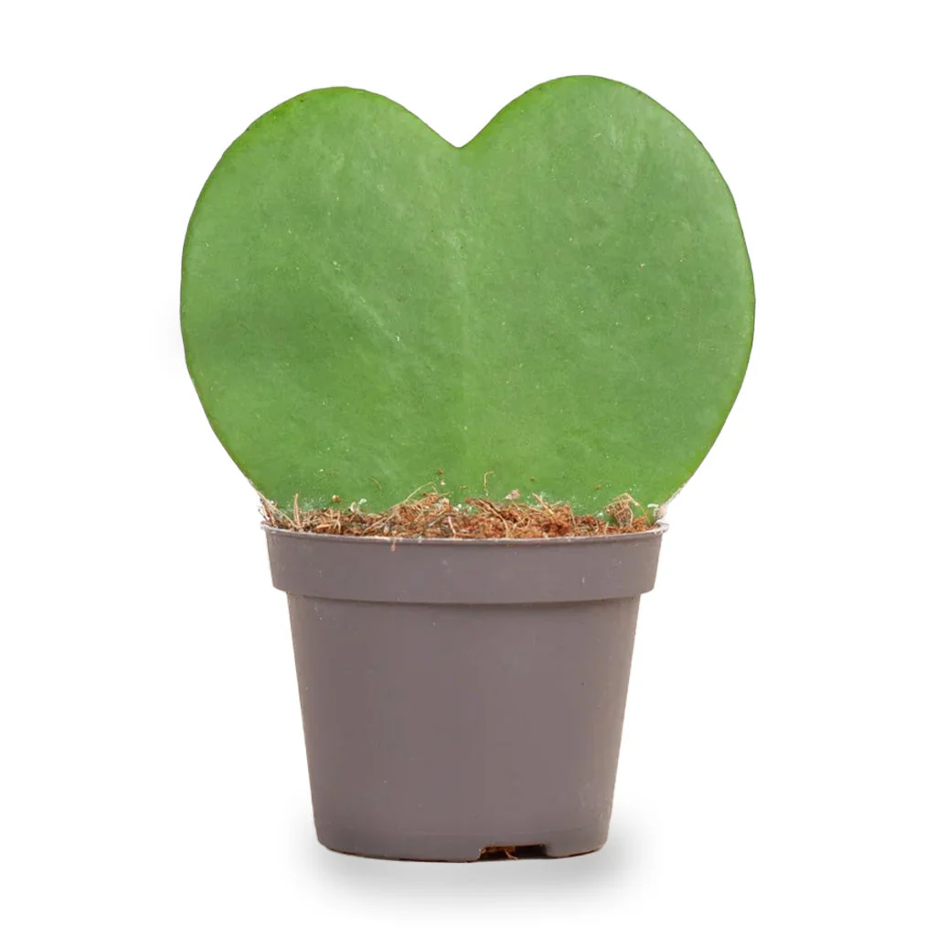 Hoya Kerrii – Hartjesplant – ↑ 10 cm – ⌀ 6 cm
