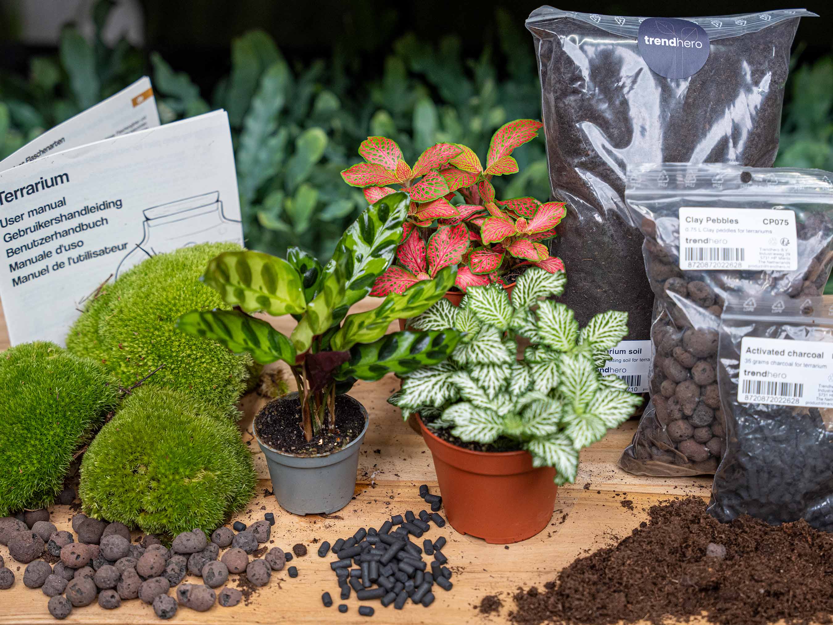 Calathea Lancifolia – Terrarium Start- & navulpakket – 3 terrarium planten – DIY