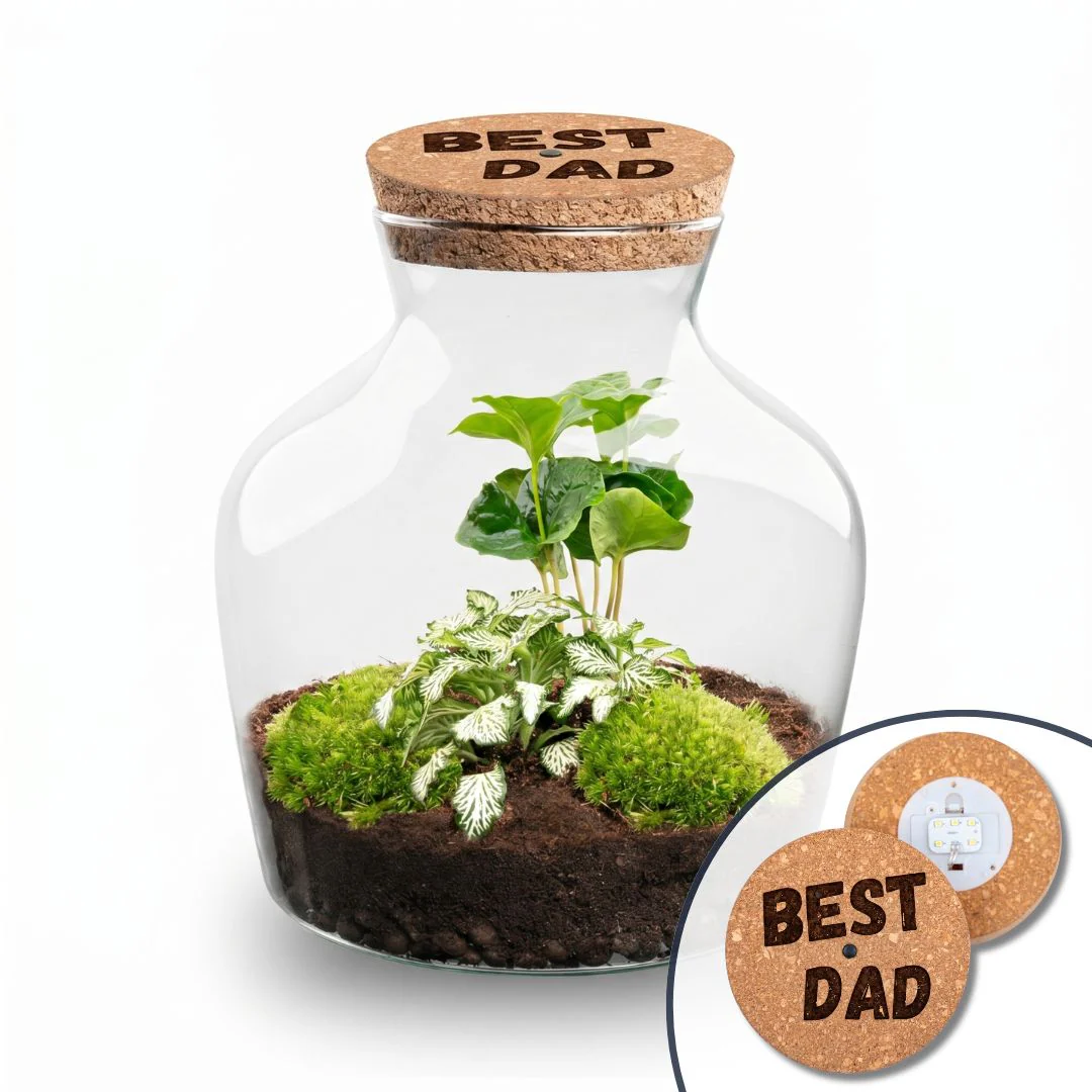 Vaderdag terrarium Little Joe + gepersonaliseerde gegraveerde kurk met verlichting – Flessentuin DIY kit – Ø 20 cm ↑ 22 cm Vaderdag terrarium Little Joe + gepersonaliseerde gegraveerde kurk met verlichting – Flessentuin DIY kit – Ø 20 cm ↑ 22 cm