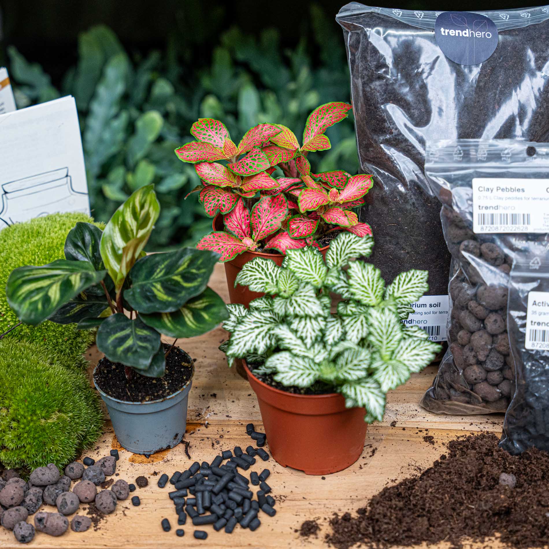 Calathea Makoyana – Terrarium Start- & navulpakket – 3 terrarium planten – DIY