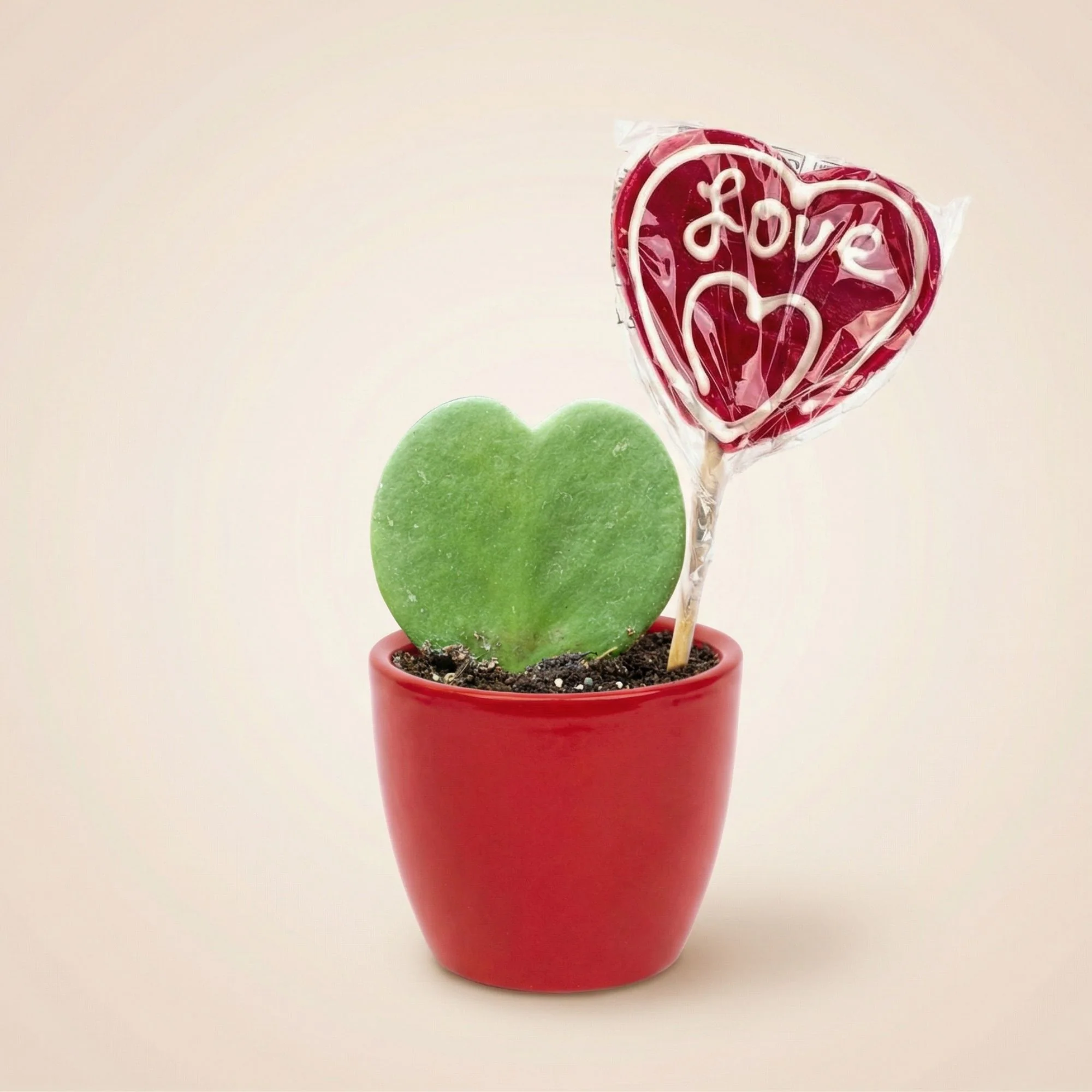 Sweetheart Plant Set – Groene Mini Gift – Pot & Plant Set – Rood of Roze Sweetheart Plant Set – Groene Mini Gift – Pot & Plant Set – Rood of Roze