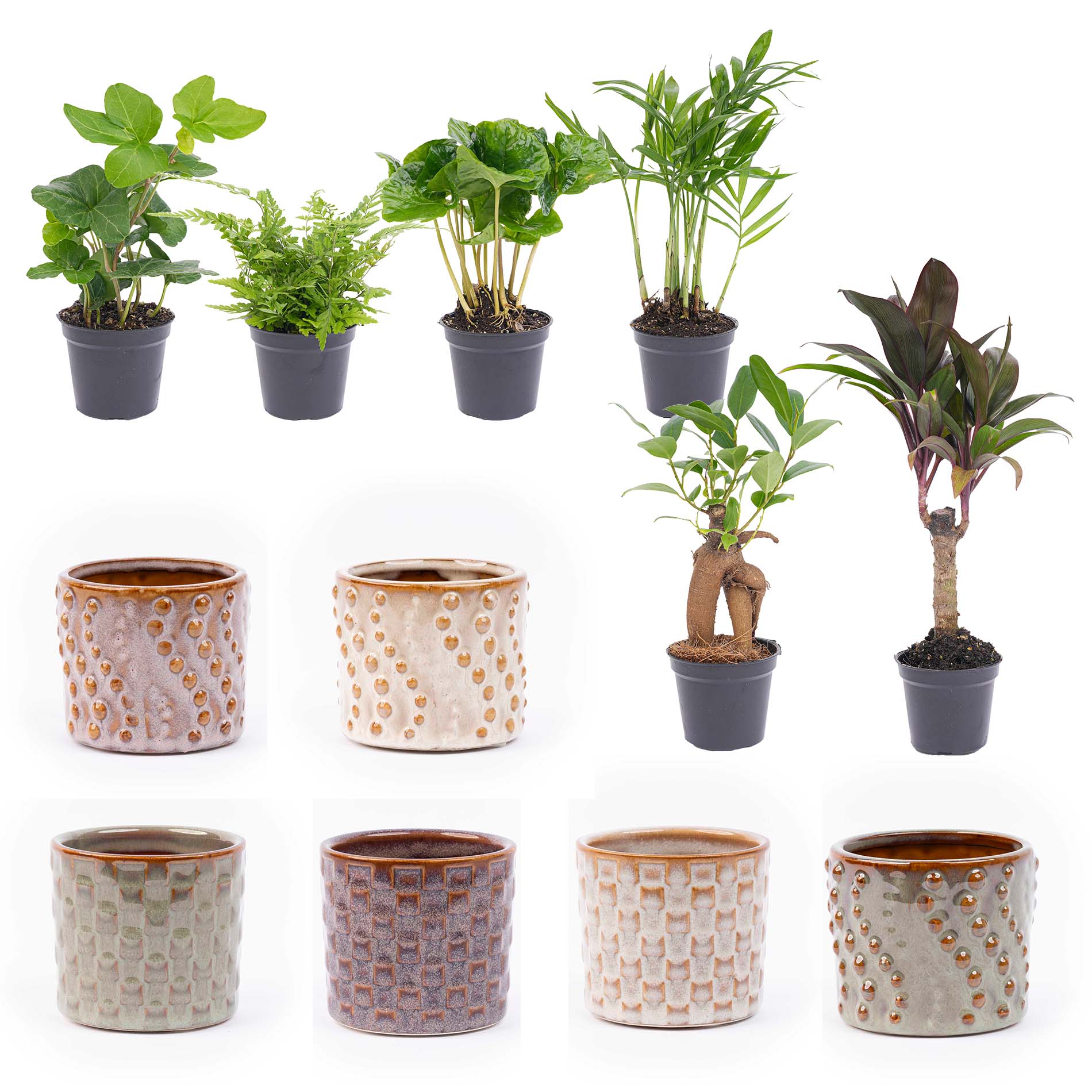 Mini-planten set 6 – Inclusief pot set Madrid