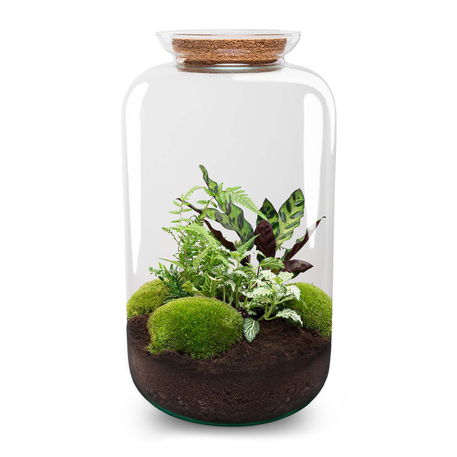 Sven XL Botanisch – DIY Planten terrarium – Ecosysteem plant – Ø 23 cm ↑ 43 cm