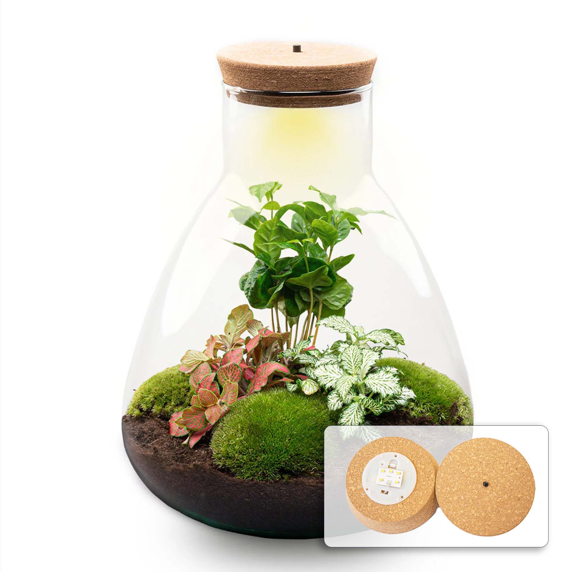 Sam Coffea – DIY Planten terrarium – Ecosysteem plant – Ø 24,5 cm ↑ 30 cm