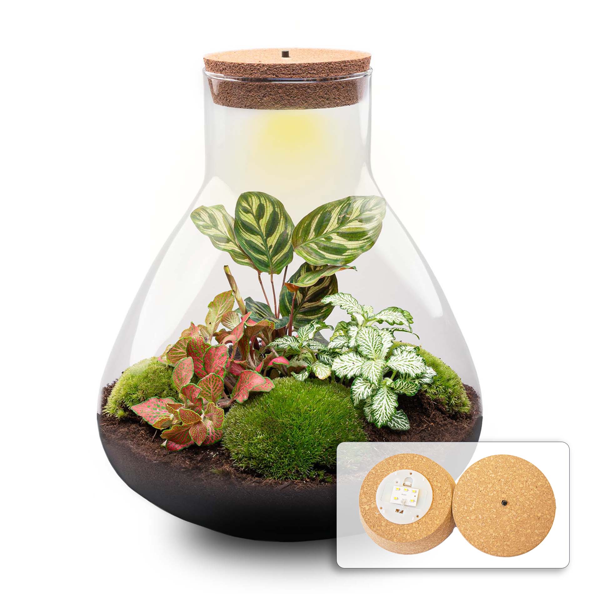 Sam XL Red – DIY Planten terrarium – Ecosysteem plant – Ø 30 cm ↑ 32 cm