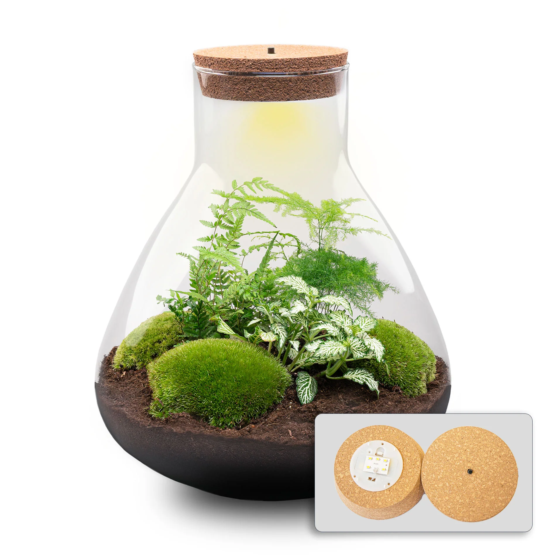 Sam XL Green – DIY Planten terrarium – Ecosysteem plant – Ø 30 cm ↑ 32 cm Sam XL Green – DIY Planten terrarium – Ecosysteem plant – Ø 30 cm ↑ 32 cm