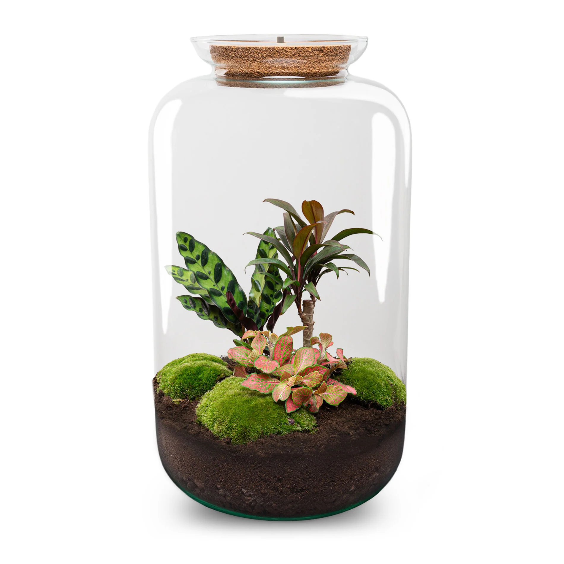 Sven XL Palm – DIY Planten terrarium – Ecosysteem plant – Ø 23 cm ↑ 43 cm