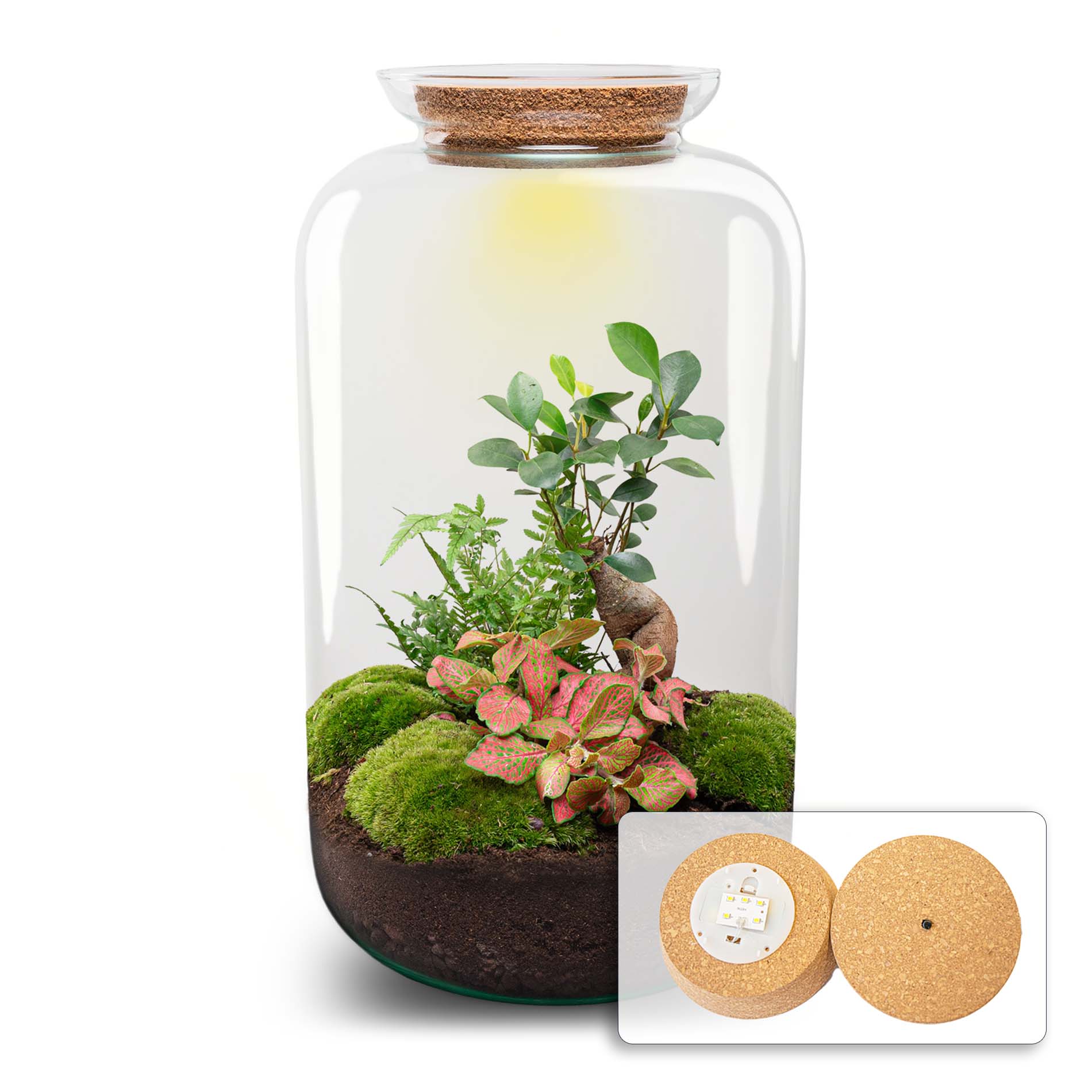 Sven XL Bonsai – DIY Planten terrarium – Ecosysteem plant – Ø 23 cm ↑ 43 cm