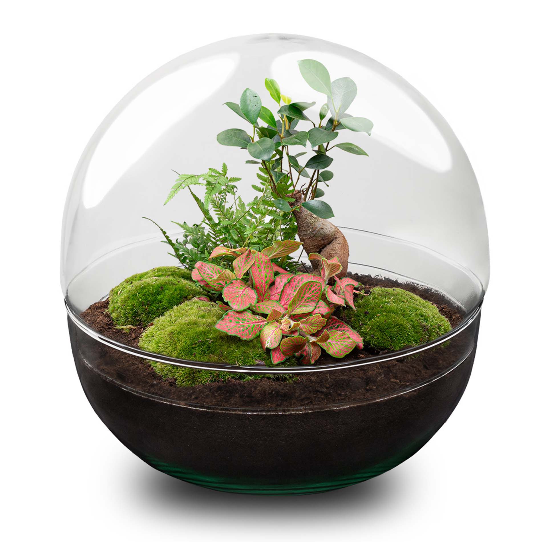 Dome XL Bonsai – DIY Planten terrarium – Tweedelig bolglas – Ecosysteem plant – Ø 28 cm ↑ 28 cm
