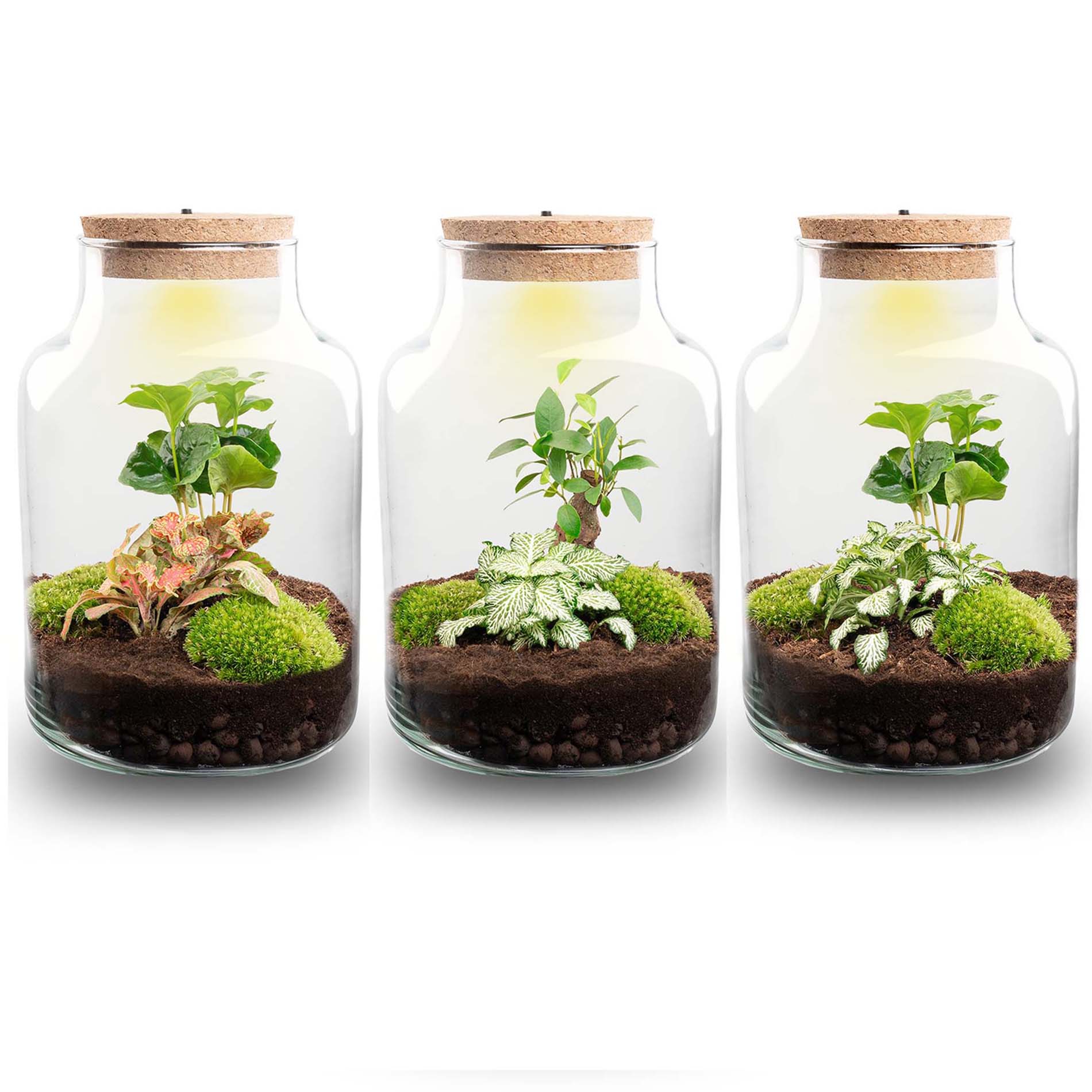 Little Milky – DIY Planten terrarium – Ecosysteem plant – Ø 17 cm ↑ 25 cm