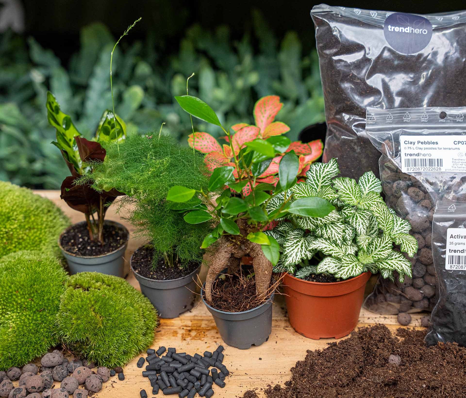5 planten – Terrarium Start- & navulpakket – 3 terrarium planten – DIY