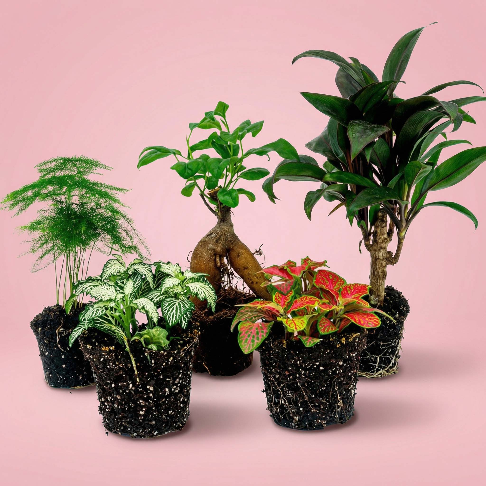Terrarium planten pakket Ficus Ginseng – 5 planten – Bonsai