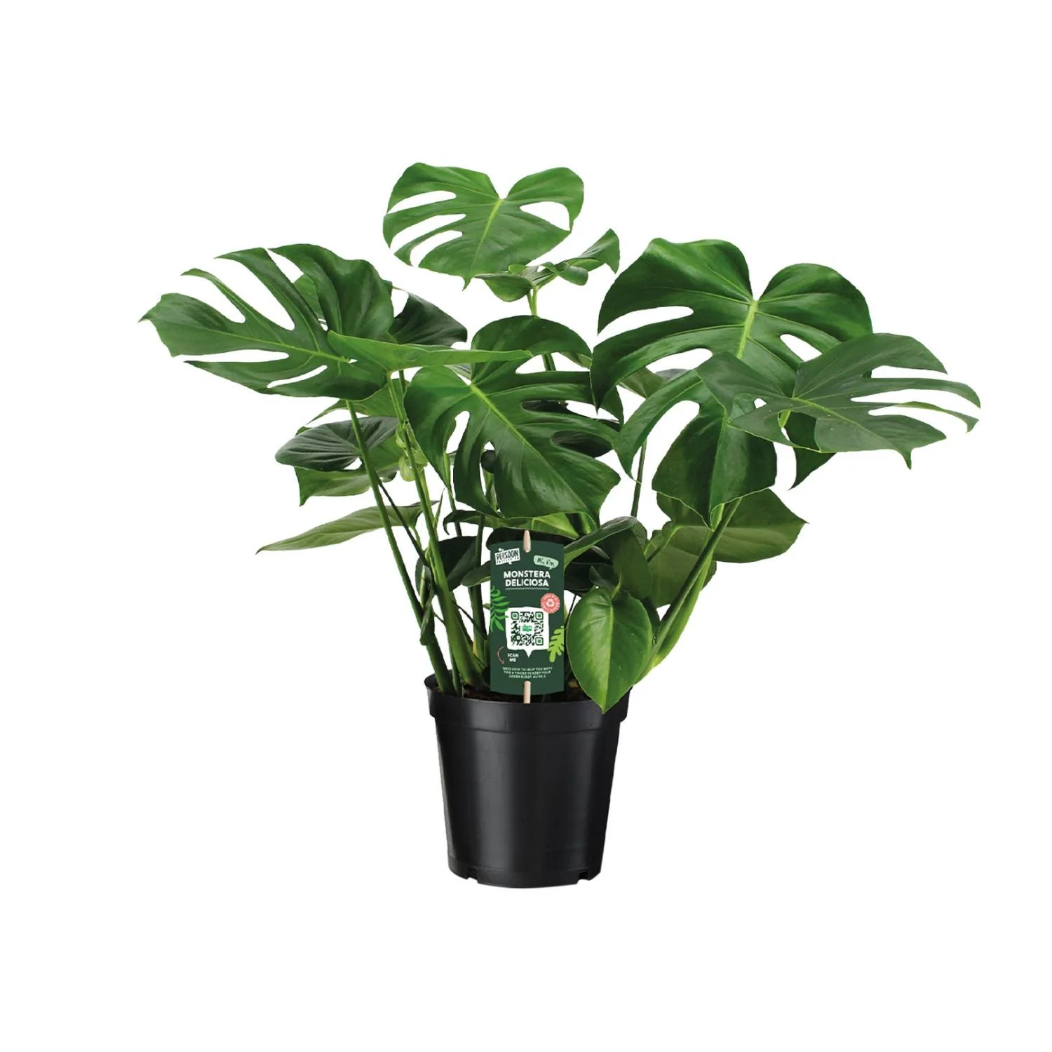 Monstera Deliciosa – Gatenplant – Ø 21 cm – ↑ 65 cm Monstera Deliciosa – Gatenplant – Ø 21 cm – ↑ 65 cm