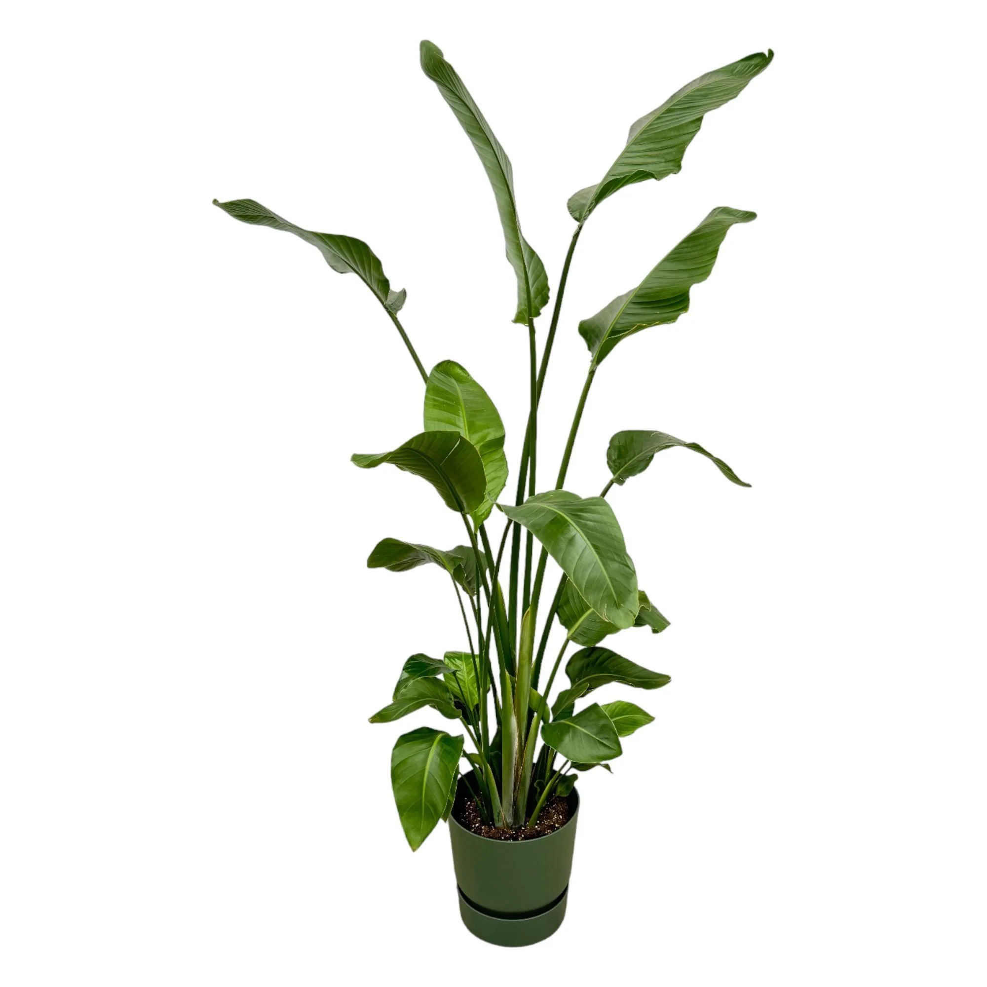 Strelitzia Nicolai inclusief elho Greenville Round groen – ↑ 180 cm – Ø30