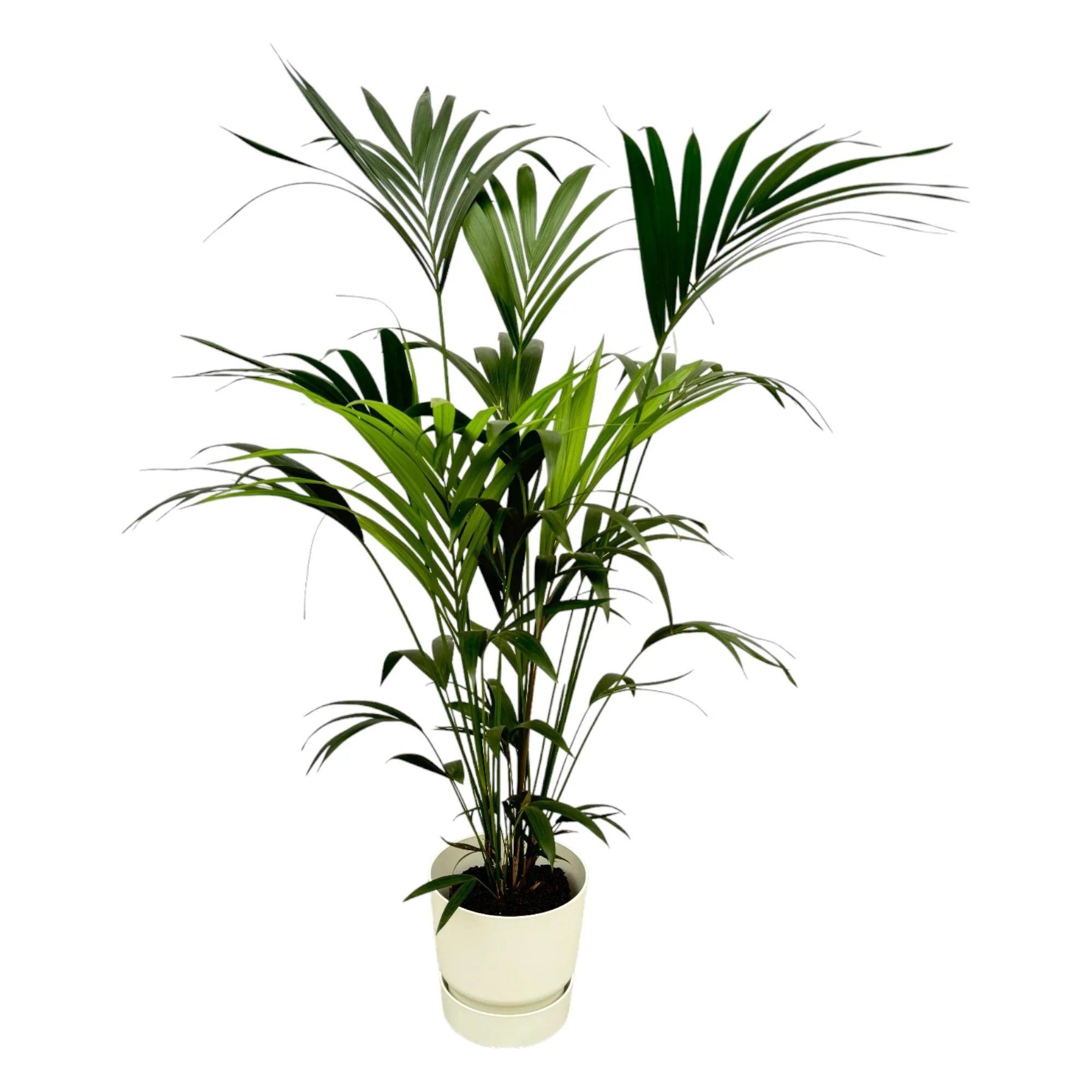 Kentia palm inclusief elho Greenville Round wit – ↑ 160cm – Ø30 Kentia palm inclusief elho Greenville Round wit – ↑ 160cm – Ø30