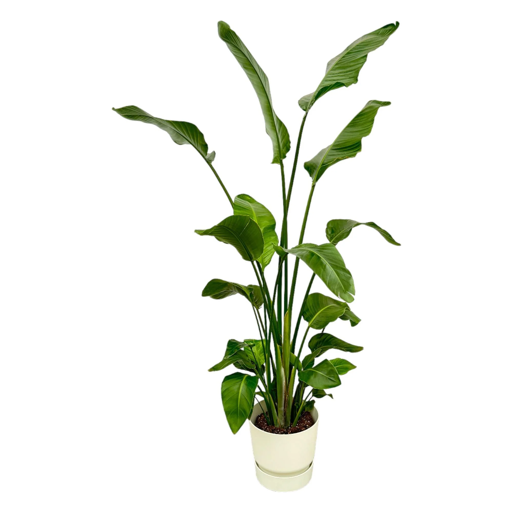 Strelitzia Nicolai inclusief elho Greenville Round wit – ↑ 180 cm – Ø30