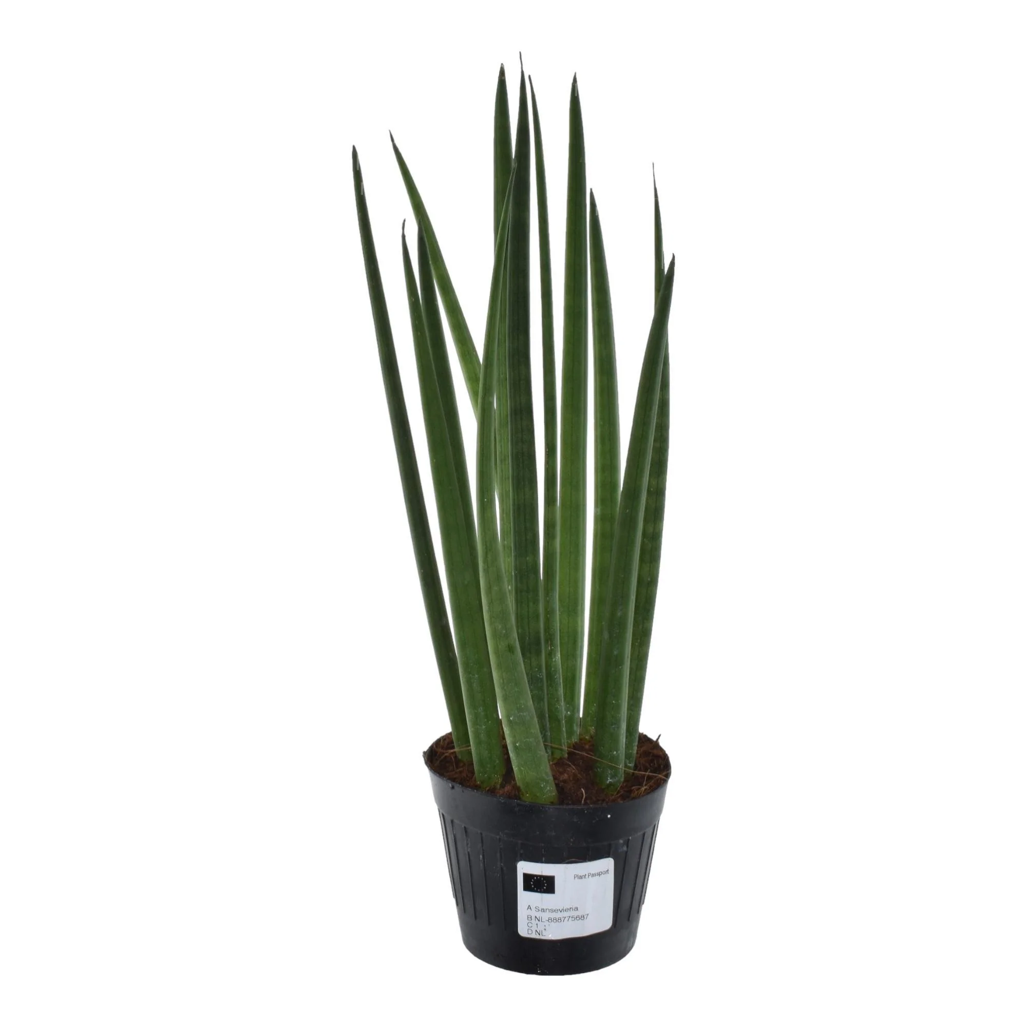 Sansevieria cylindrica ‘Bacularis’ / Mikado – ↑38 cm – ø10,5 Sansevieria cylindrica ‘Bacularis’ / Mikado – ↑38 cm – ø10,5