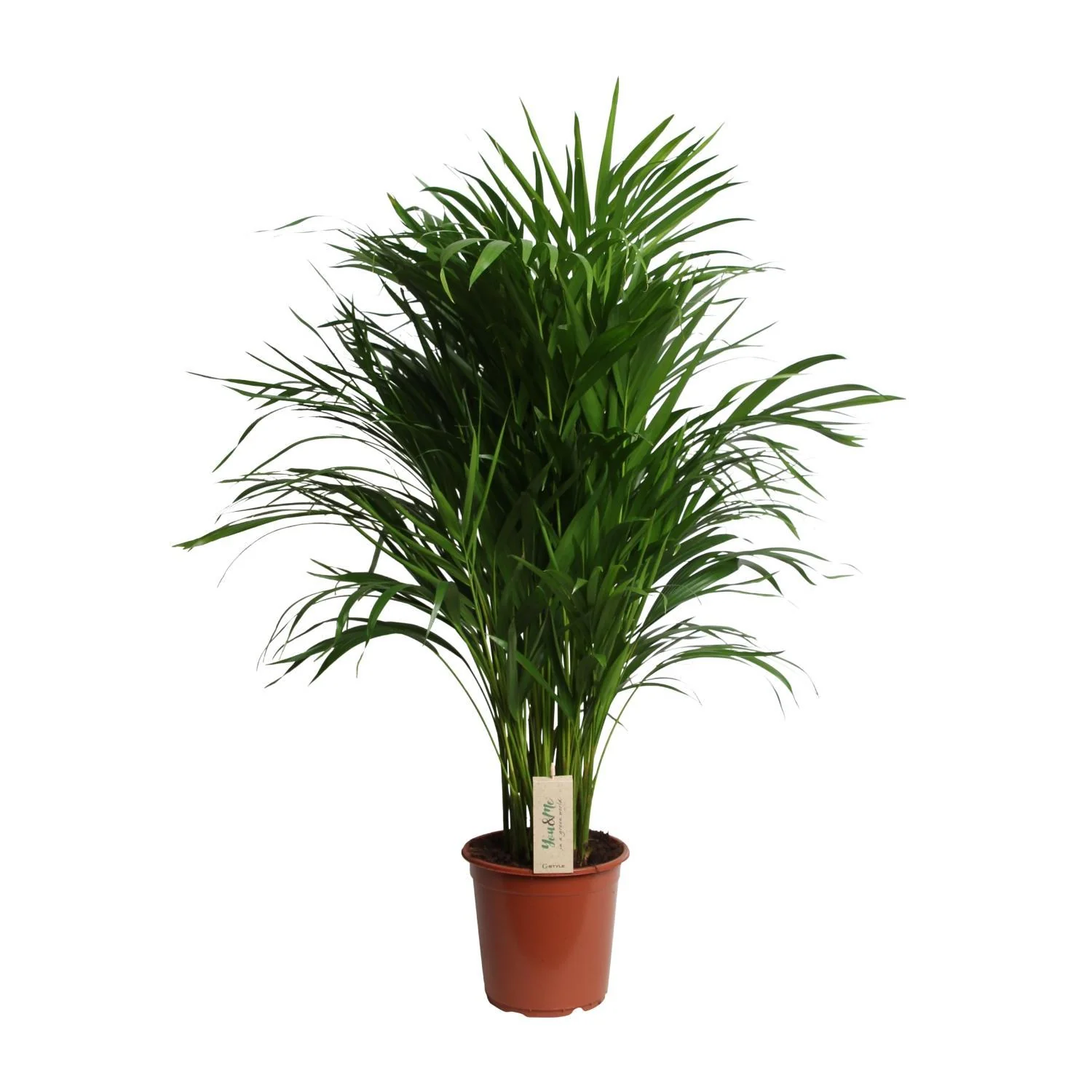 Dypsis Lutescens (Areca) – Ø21cm – ↕100cm Dypsis Lutescens (Areca) – Ø21cm – ↕100cm