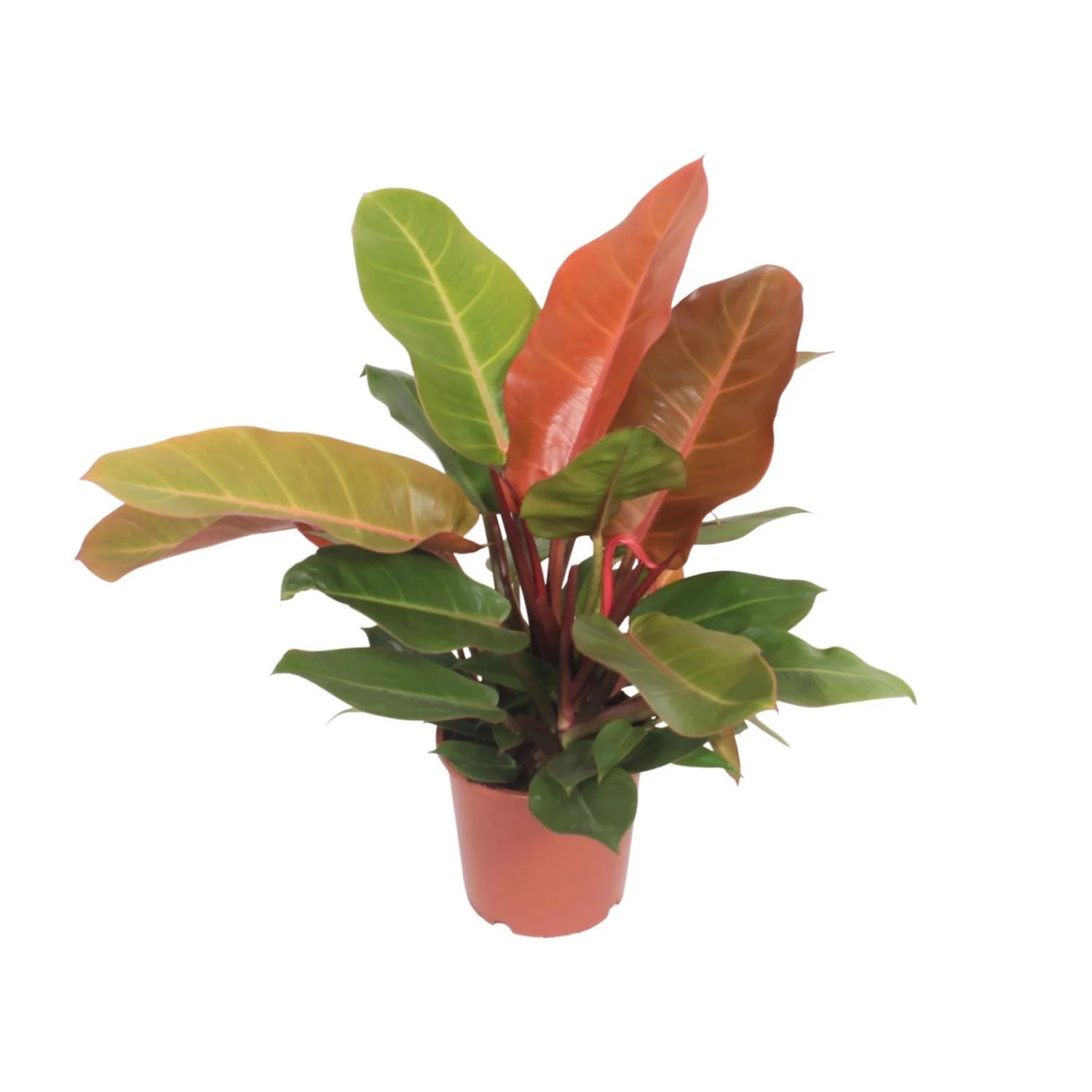 Philodendron Prince of Orange – Aronskelkplant – Ø 17 cm – ↑ 45 cm Philodendron Prince of Orange – Aronskelkplant – Ø 17 cm – ↑ 45 cm