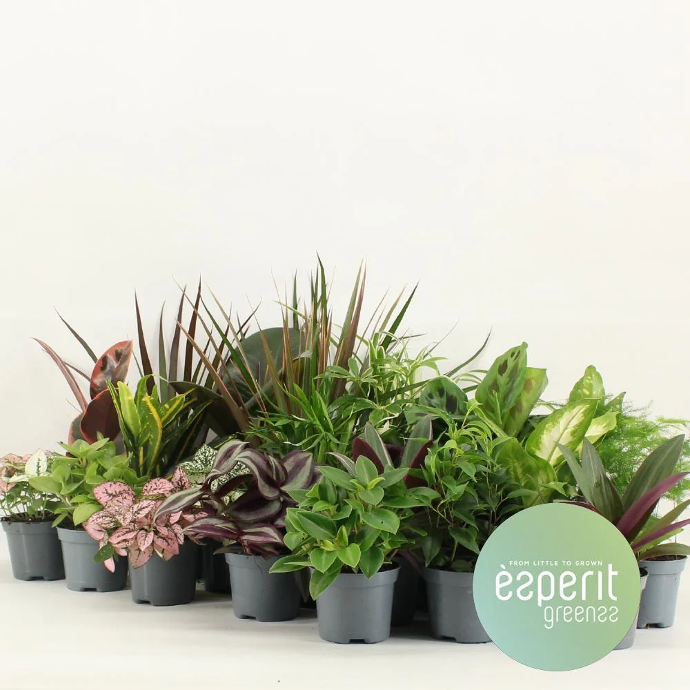 Groenmix Greenss – 24 stuks – Ø8,5cm – ↑ 10cm Groenmix Greenss – 24 stuks – Ø8,5cm – ↑ 10cm