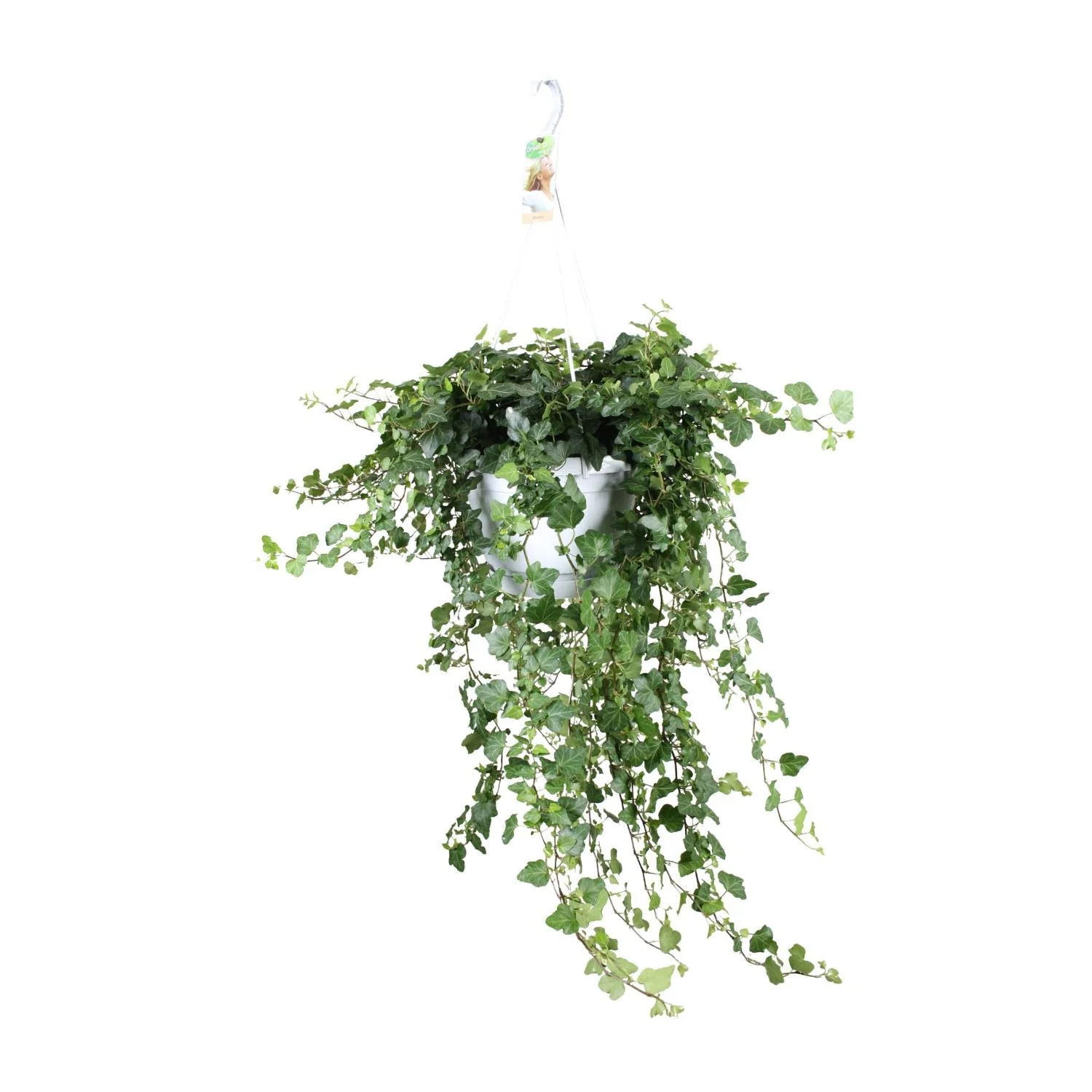 Hedera Helix Wonder – Ø24 – ↑ 70cm – Hangplant Hedera Helix Wonder – Ø24 – ↑ 70cm – Hangplant
