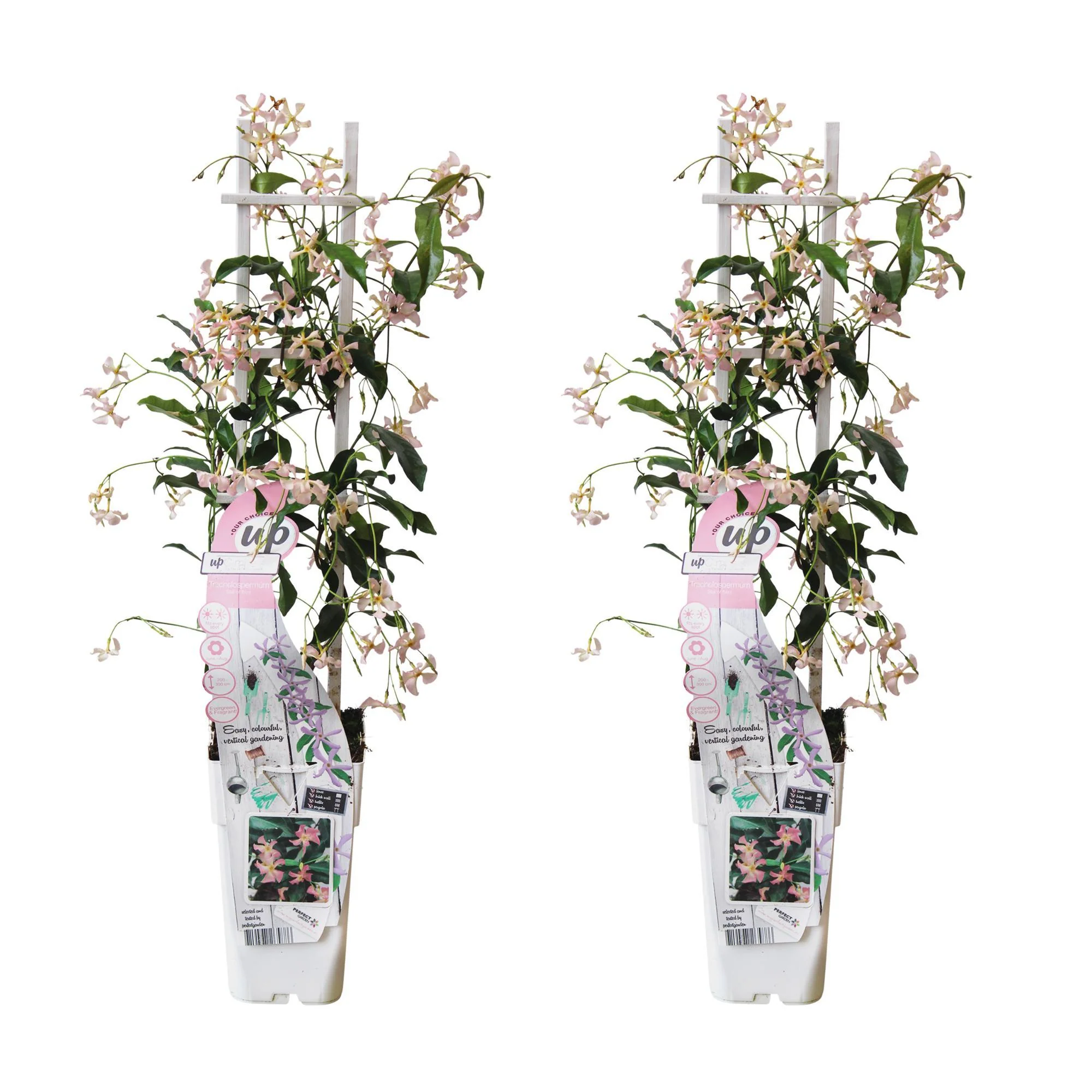 2x – Trachelospermum ‘Star of Ibiza’ – ↨65cm – Ø15
