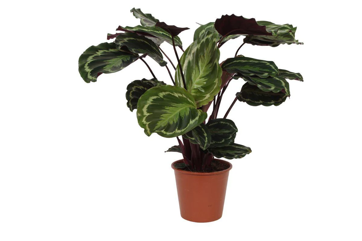 Calathea Medallion – ↑ 80 cm – Ø19cm Calathea Medallion – ↑ 80 cm – Ø19cm