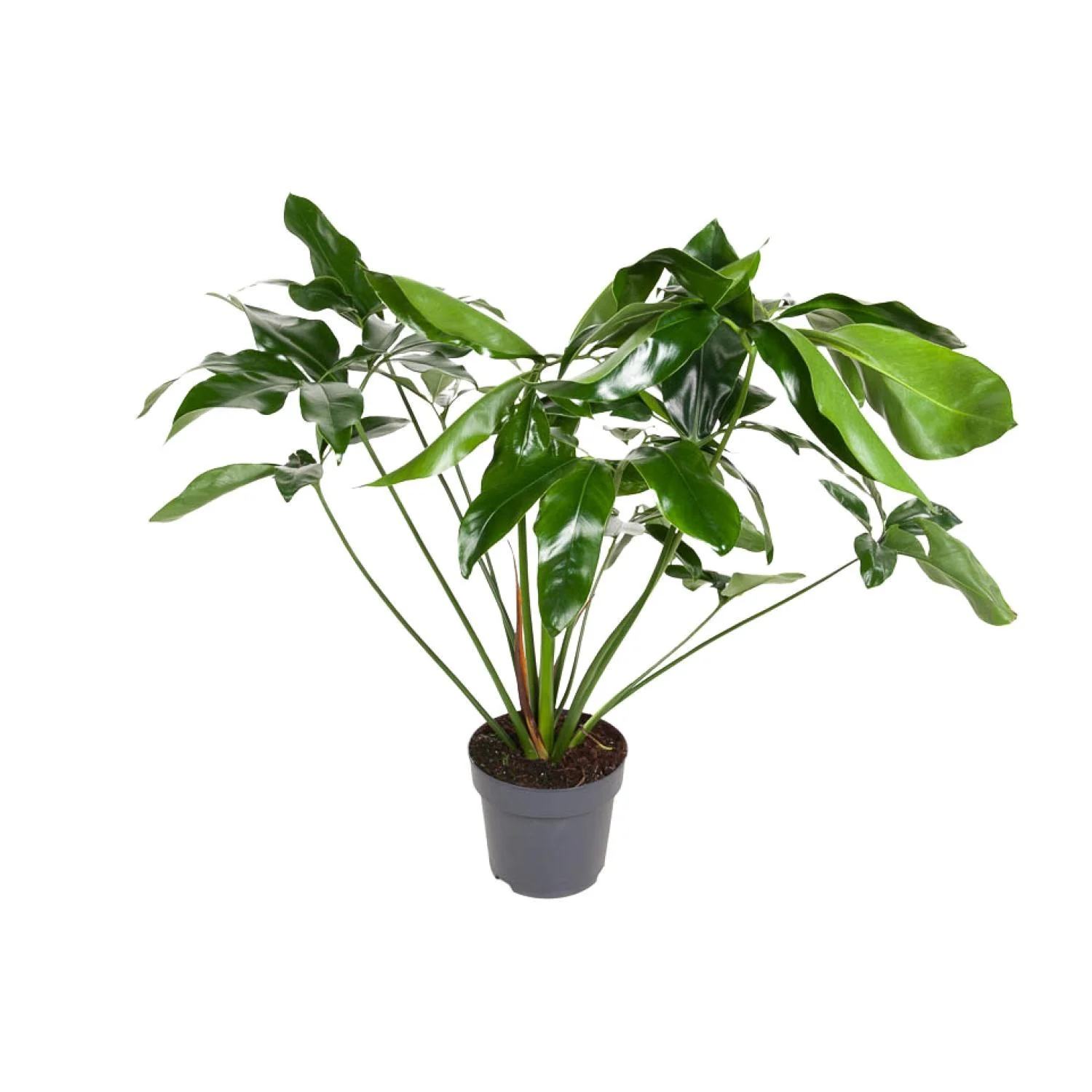 Philodendron Green Wonder – Hangplant – Ø 24 cm – ↑ 100 cm Philodendron Green Wonder – Hangplant – Ø 24 cm – ↑ 100 cm
