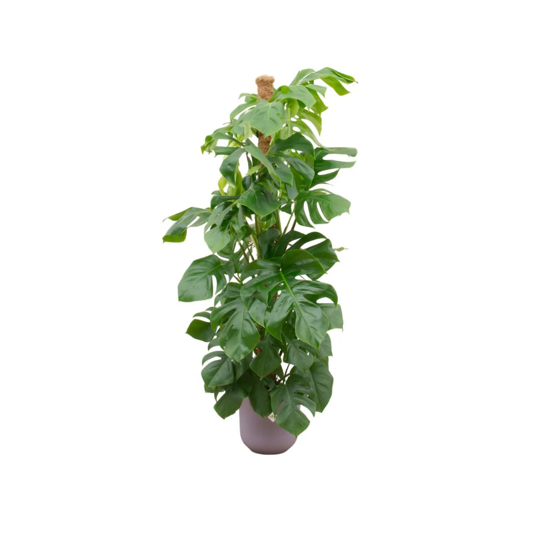 Combi deal – Monstera Pertusum XL inclusief elho Jazz Round lila Ø26 – ↑ 150 cm Combi deal – Monstera Pertusum XL inclusief elho Jazz Round lila Ø26 – ↑ 150 cm