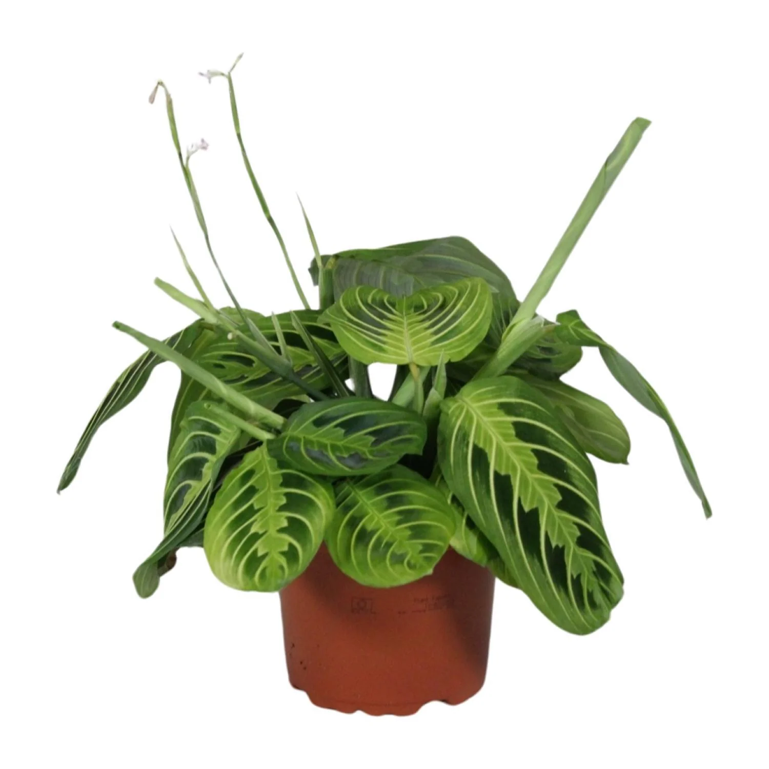 Maranta Leuconeura Fascinator Lemon Lime – Bidplant – Ø 12 cm – ↑ 30 cm Maranta Leuconeura Fascinator Lemon Lime – Bidplant – Ø 12 cm – ↑ 30 cm