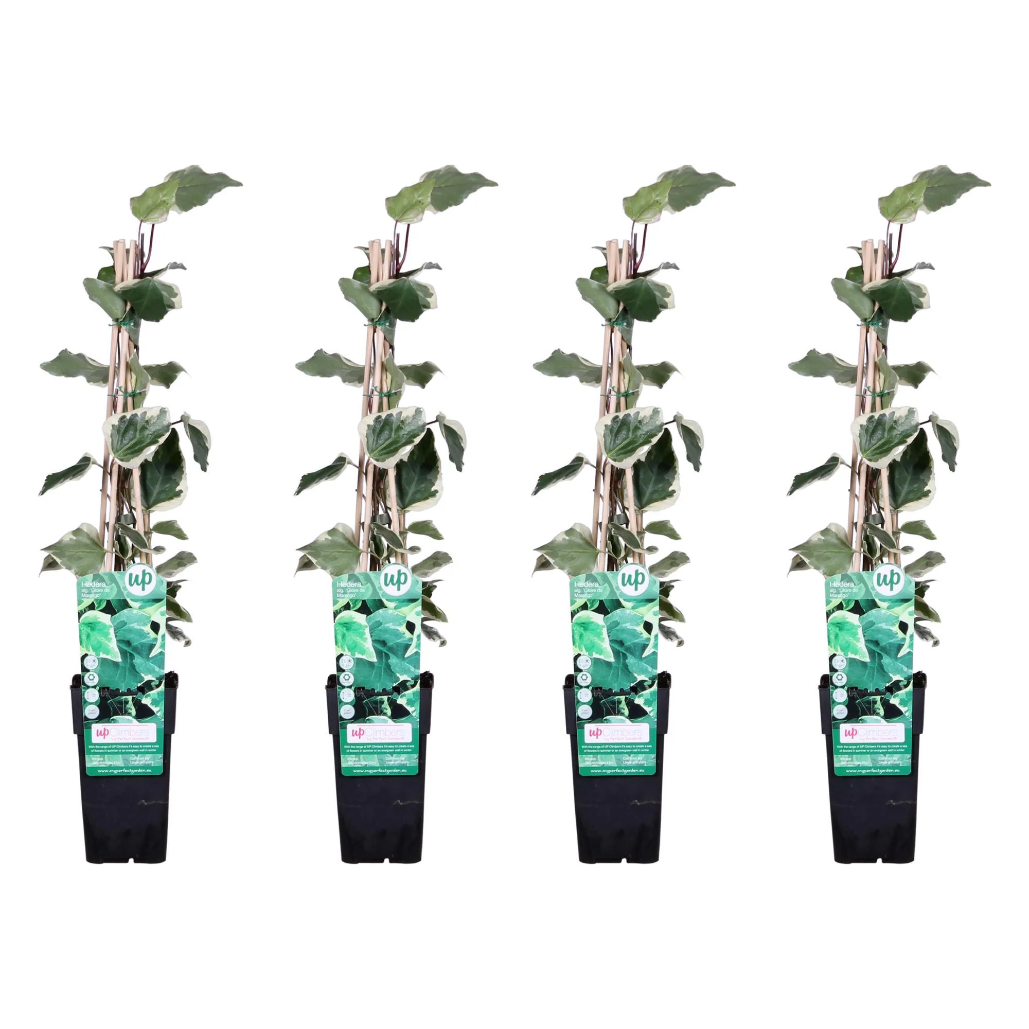 4x – Hedera algeriensis ‘Gloire de Maren’ – ↨65cm – Ø15 4x – Hedera algeriensis ‘Gloire de Maren’ – ↨65cm – Ø15