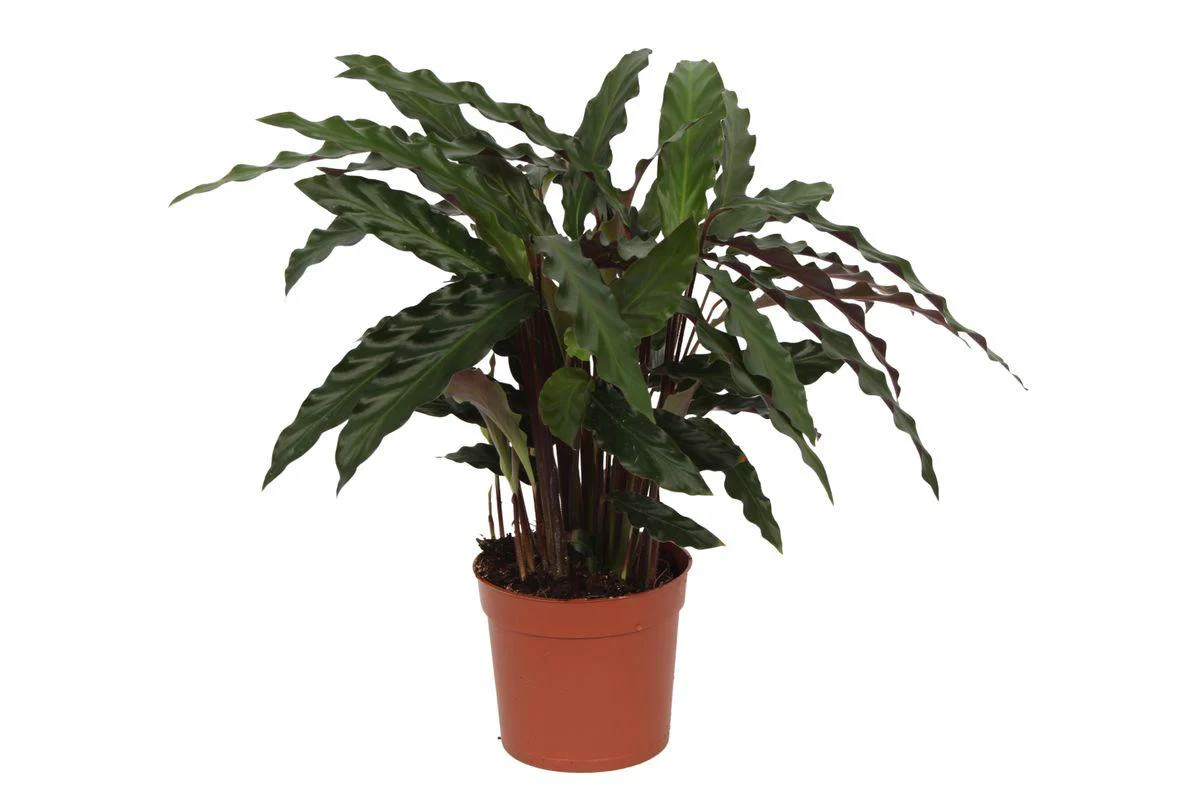 Calathea Elgergrass – ↑ 40 cm – Ø12cm Calathea Elgergrass – ↑ 40 cm – Ø12cm