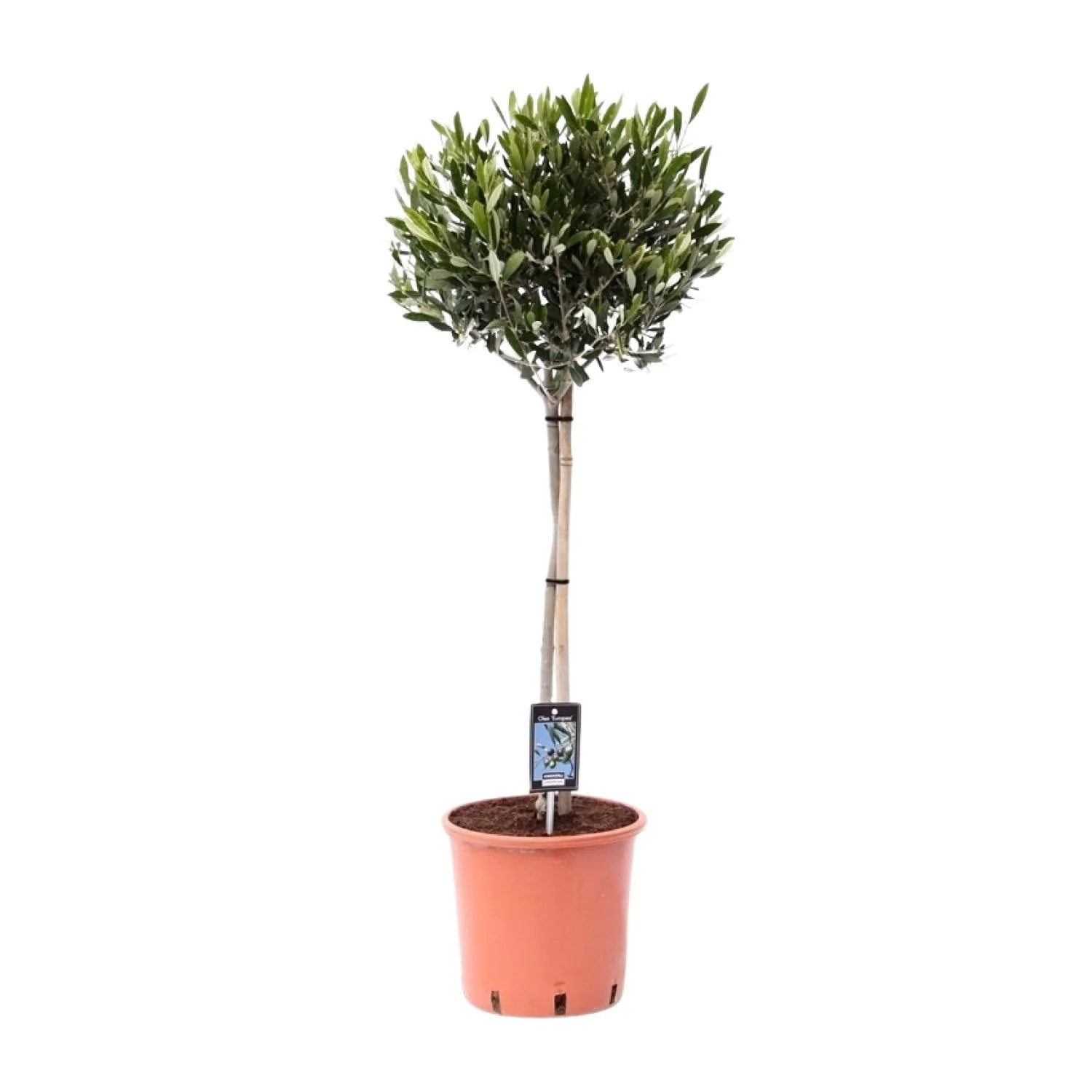 Olea – Olijfboom – Ø 22 cm – ↑ 100 cm Olea – Olijfboom – Ø 22 cm – ↑ 100 cm