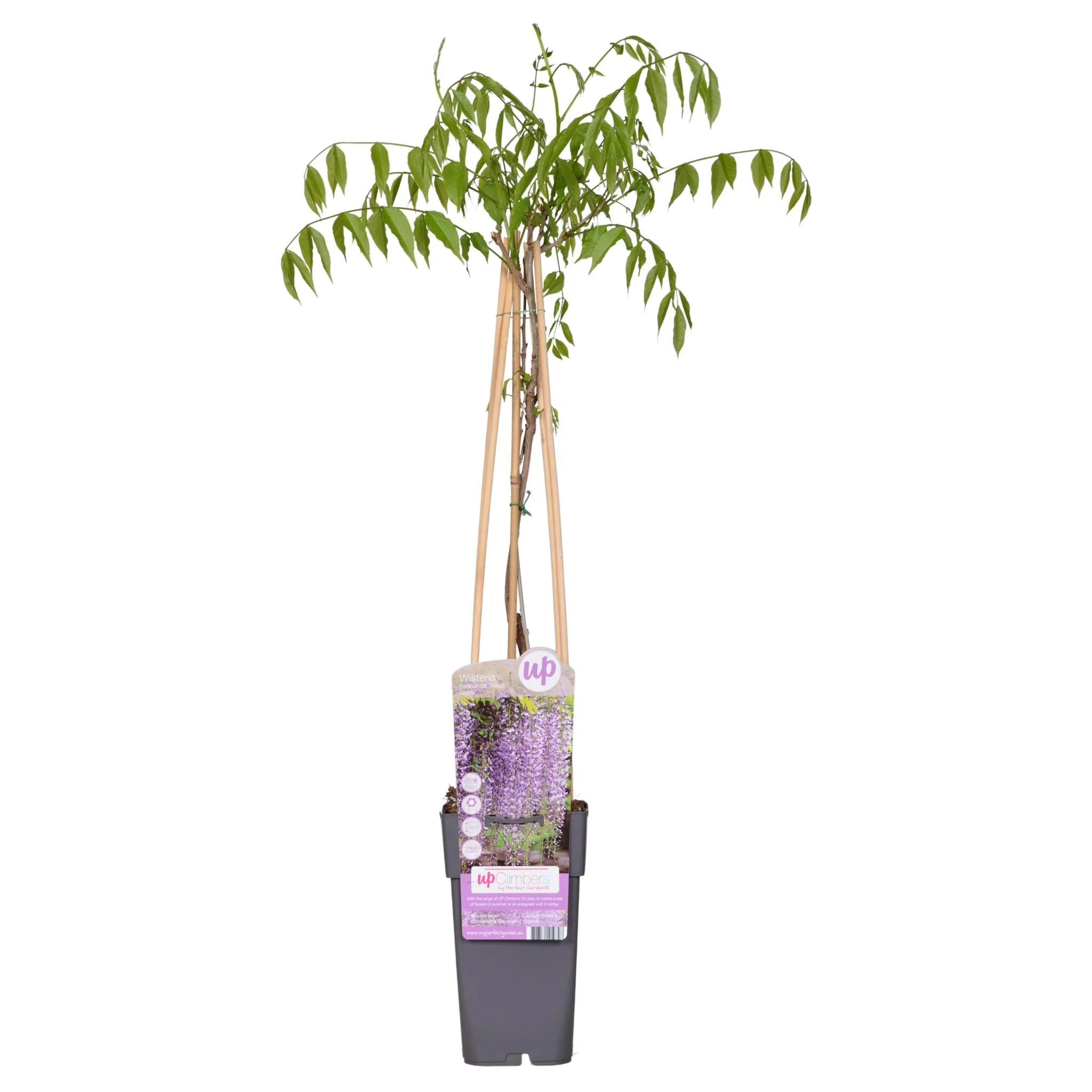 Wisteria floribunda ‘Naga Noda’ – Paarse Regen – Ø 16cm – ↑ 70cm Wisteria floribunda ‘Naga Noda’ – Paarse Regen – Ø 16cm – ↑ 70cm