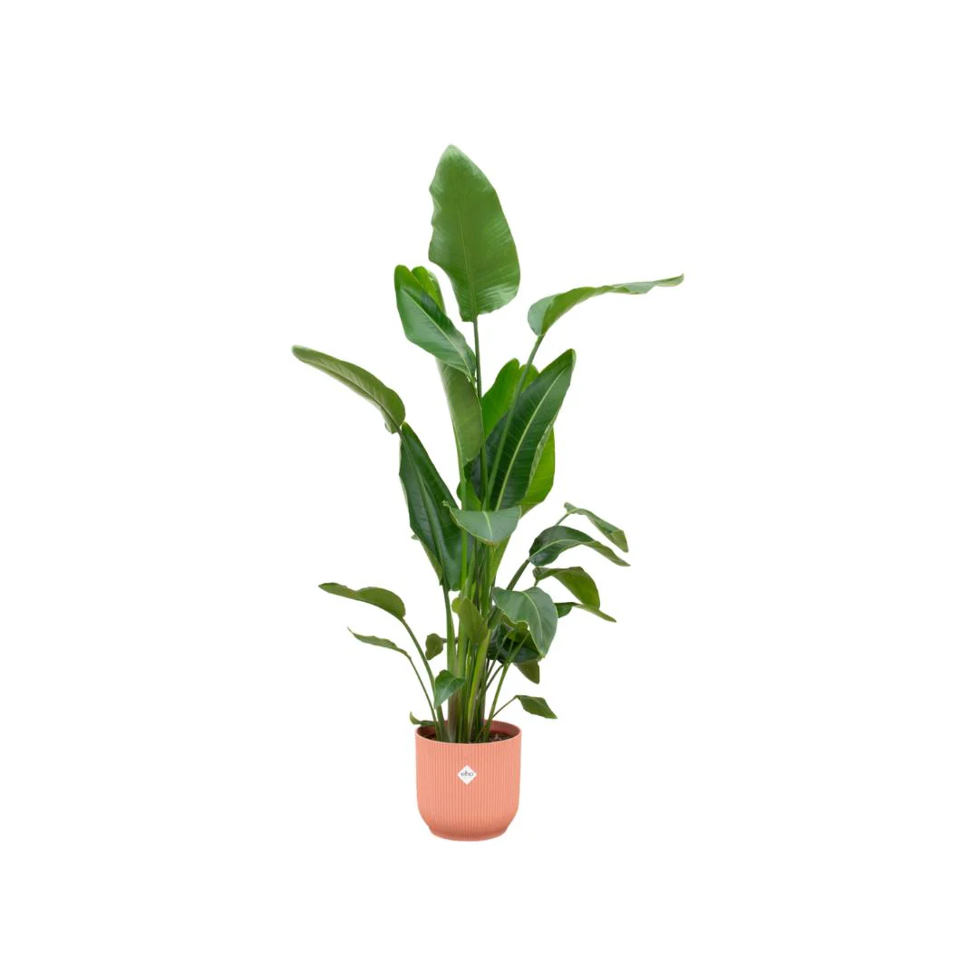 Strelitzia Nicolai (Witte paradijsvogelplant) inclusief Elho pot- ↑ 160cm – Ø30