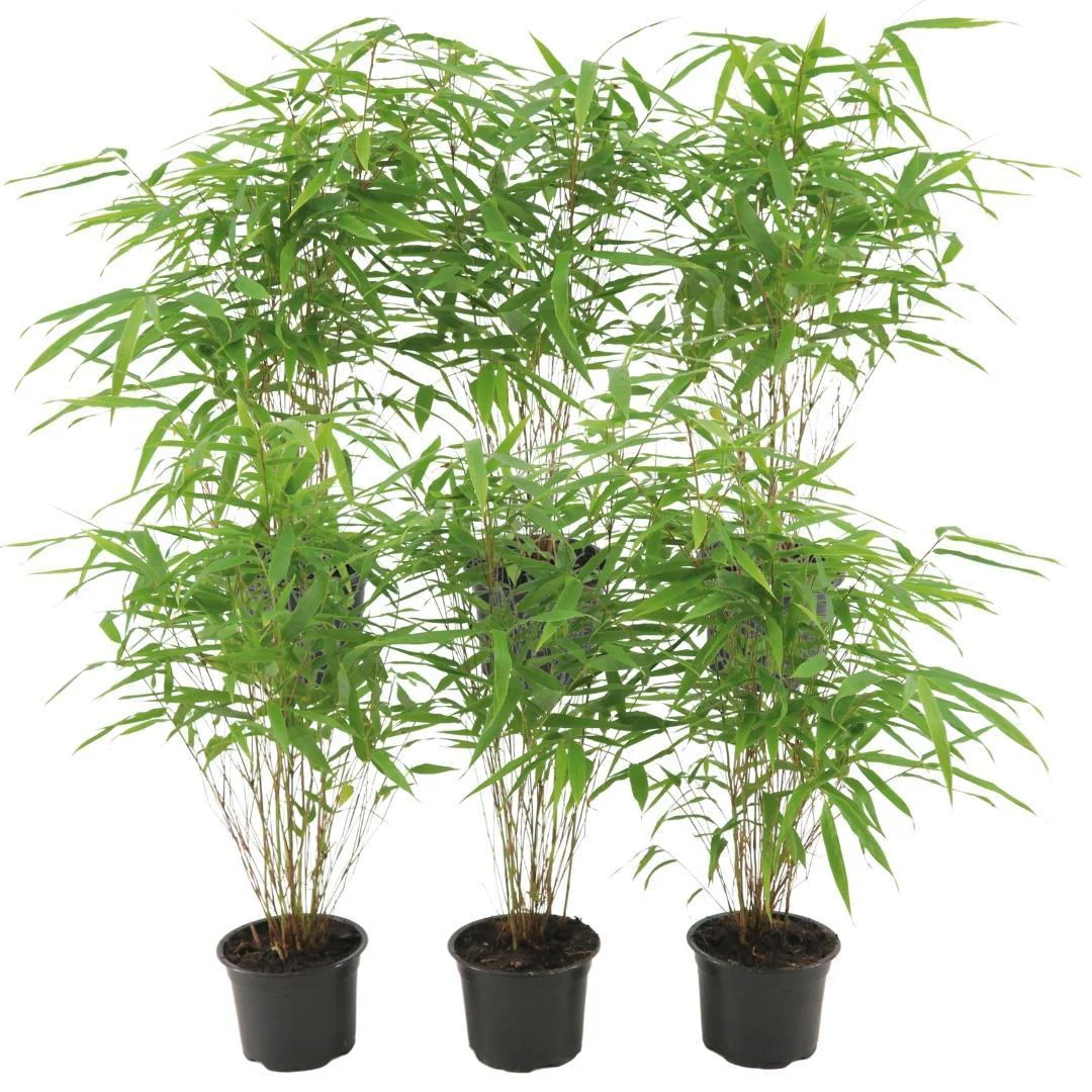 6 x Fargesia Rufa Ø12 cm – ↕25 cm 6 x Fargesia Rufa Ø12 cm – ↕25 cm