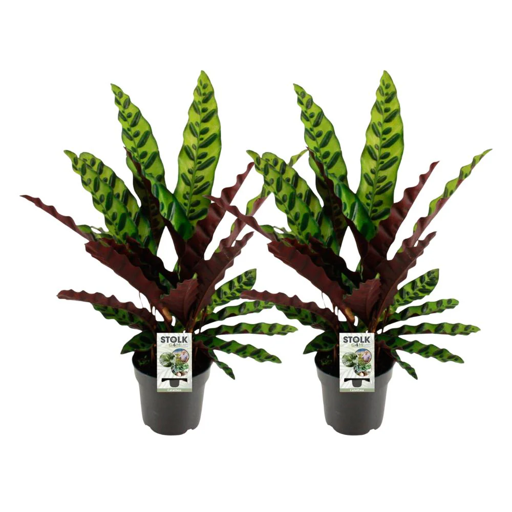 Calathea Lancifolia Insignis – 2 stuks – Ø14cm – ↕45cm Calathea Lancifolia Insignis – 2 stuks – Ø14cm – ↕45cm