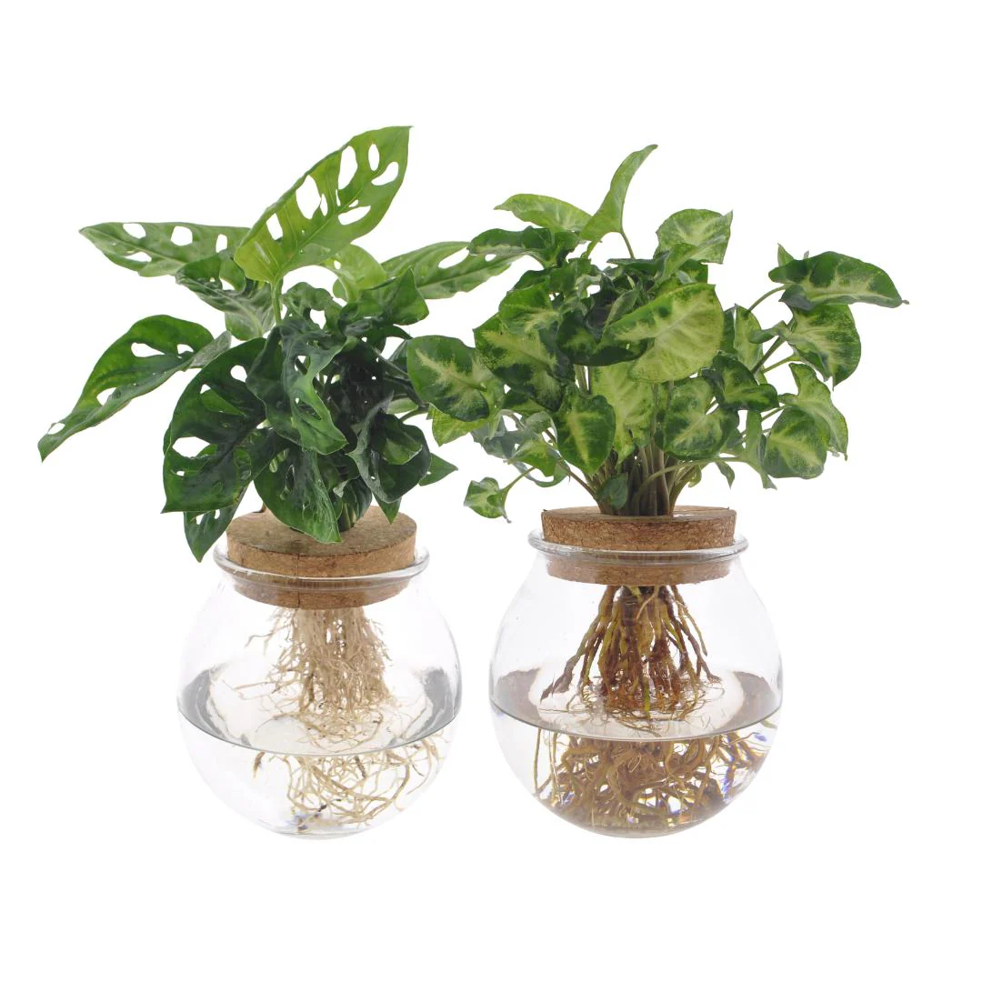 Bolglas Duo Monstera Adansonii/Syngonium Green – 2 stuks – Ø12cm – ↕12-30cm Bolglas Duo Monstera Adansonii/Syngonium Green – 2 stuks – Ø12cm – ↕12-30cm