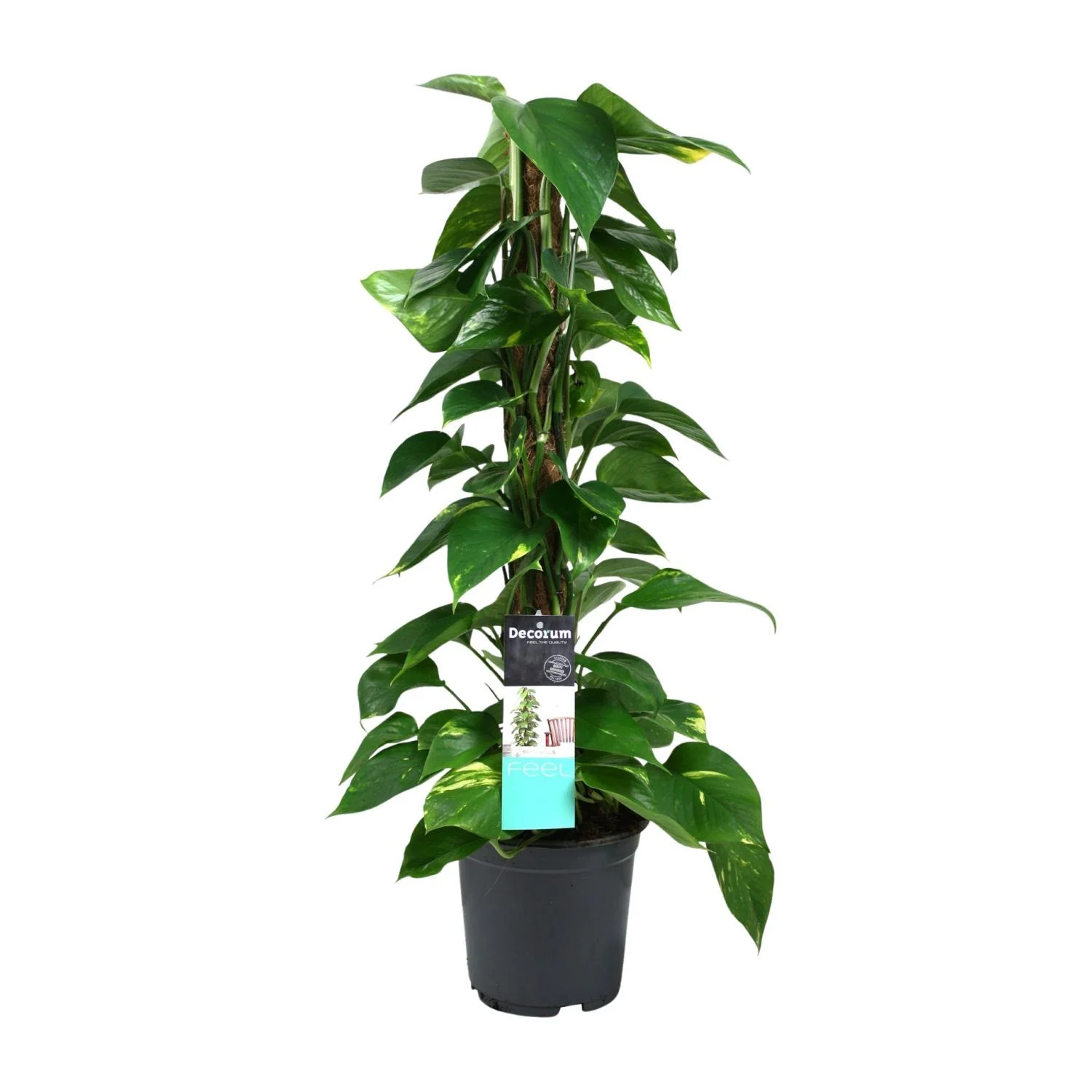 Scindapsus ‘Epipremnum’ (Drakenklimop) – Ø 19 cm – ↑ 80 cm Scindapsus ‘Epipremnum’ (Drakenklimop) – Ø 19 cm – ↑ 80 cm