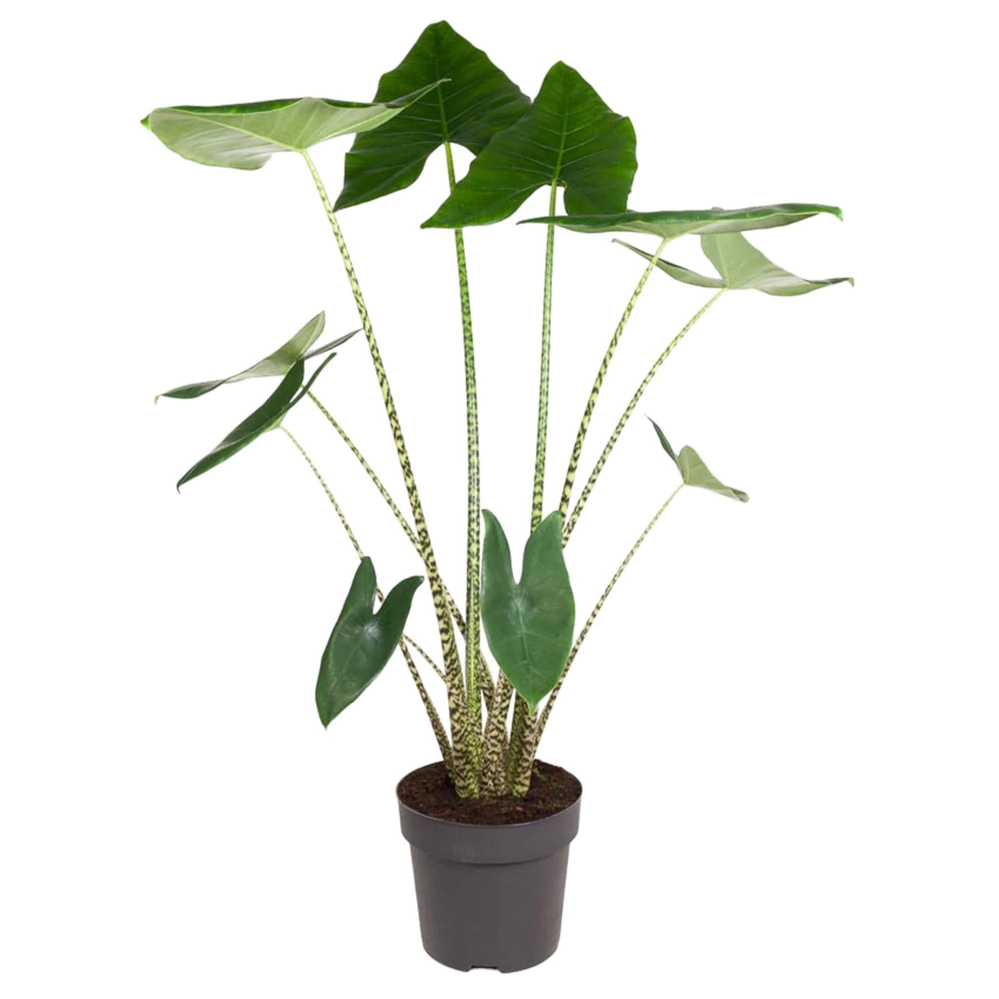 Alocasia Zebrina – ↑ 130 cm