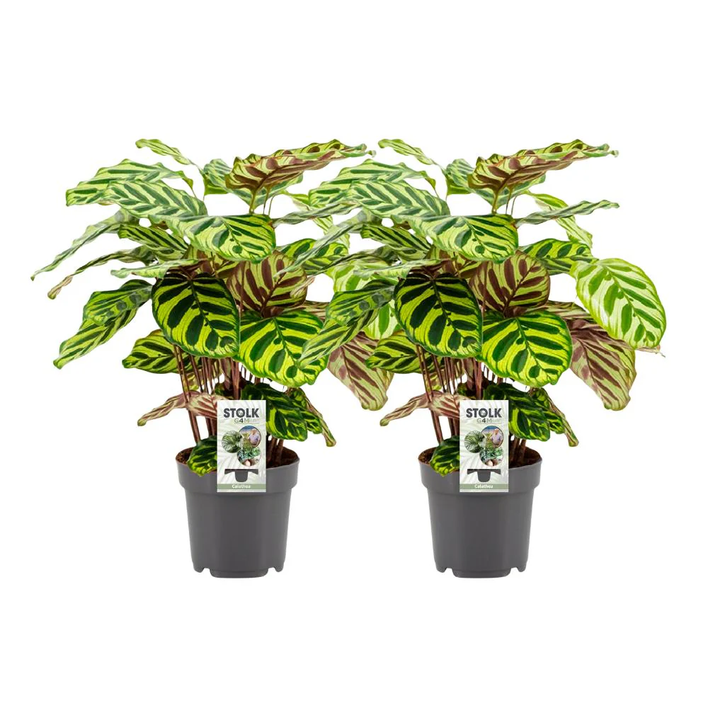 Calathea Makoyana – 2 stuks – Ø14cm – ↕45cm Calathea Makoyana – 2 stuks – Ø14cm – ↕45cm
