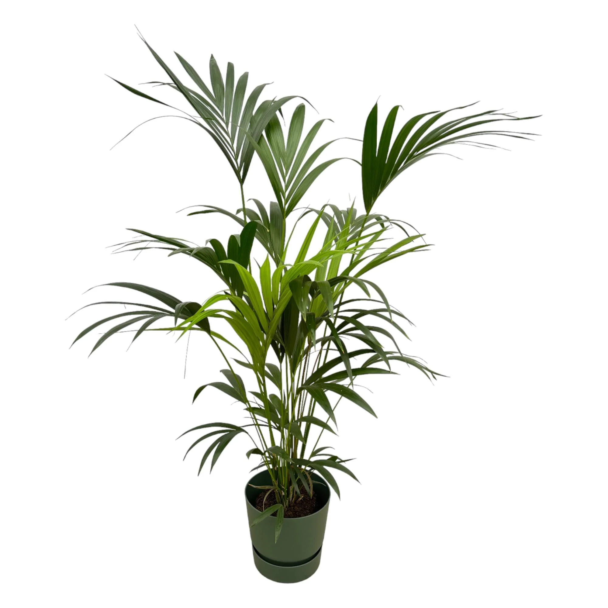 Kentia palm inclusief elho Greenville Round groen – ↑ 160cm – Ø30 Kentia palm inclusief elho Greenville Round groen – ↑ 160cm – Ø30