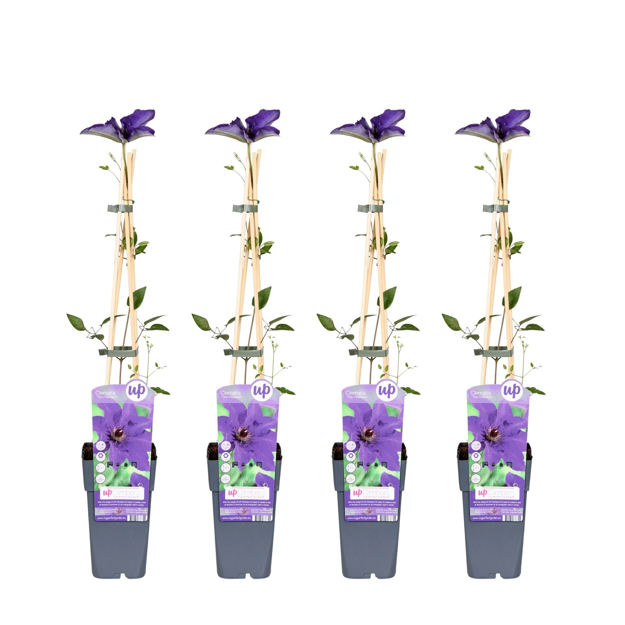 4x – Clematis The President – ↨65cm – Ø15