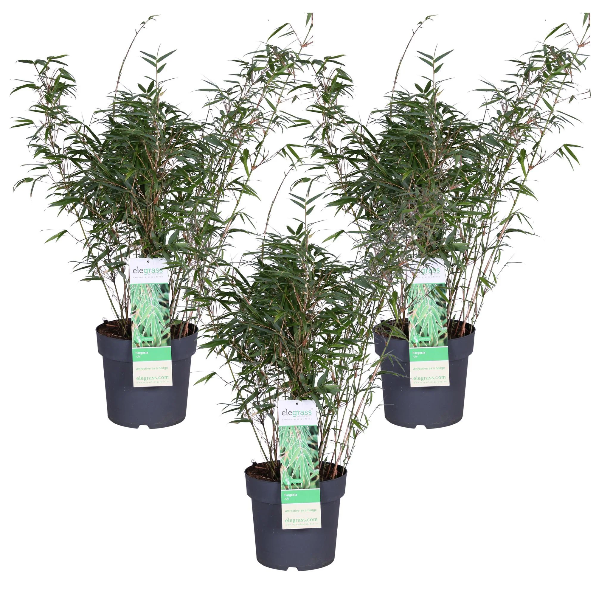 3x Fargesia rufa – ↨80cm – Ø23